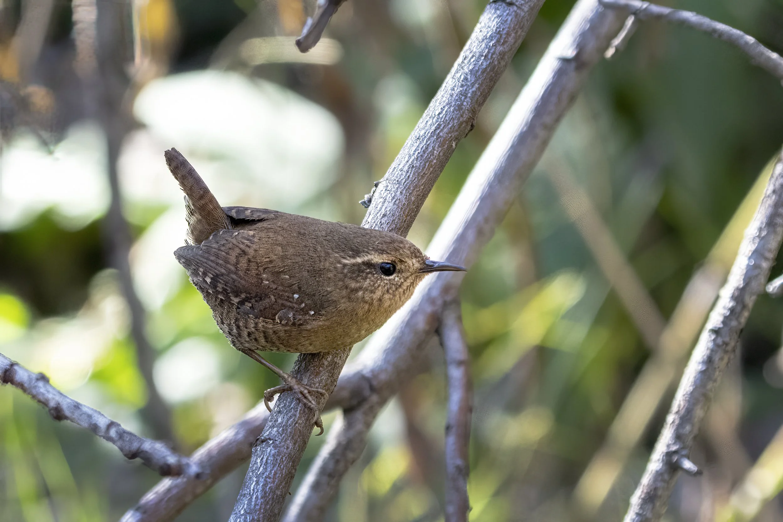 Pacific Wren