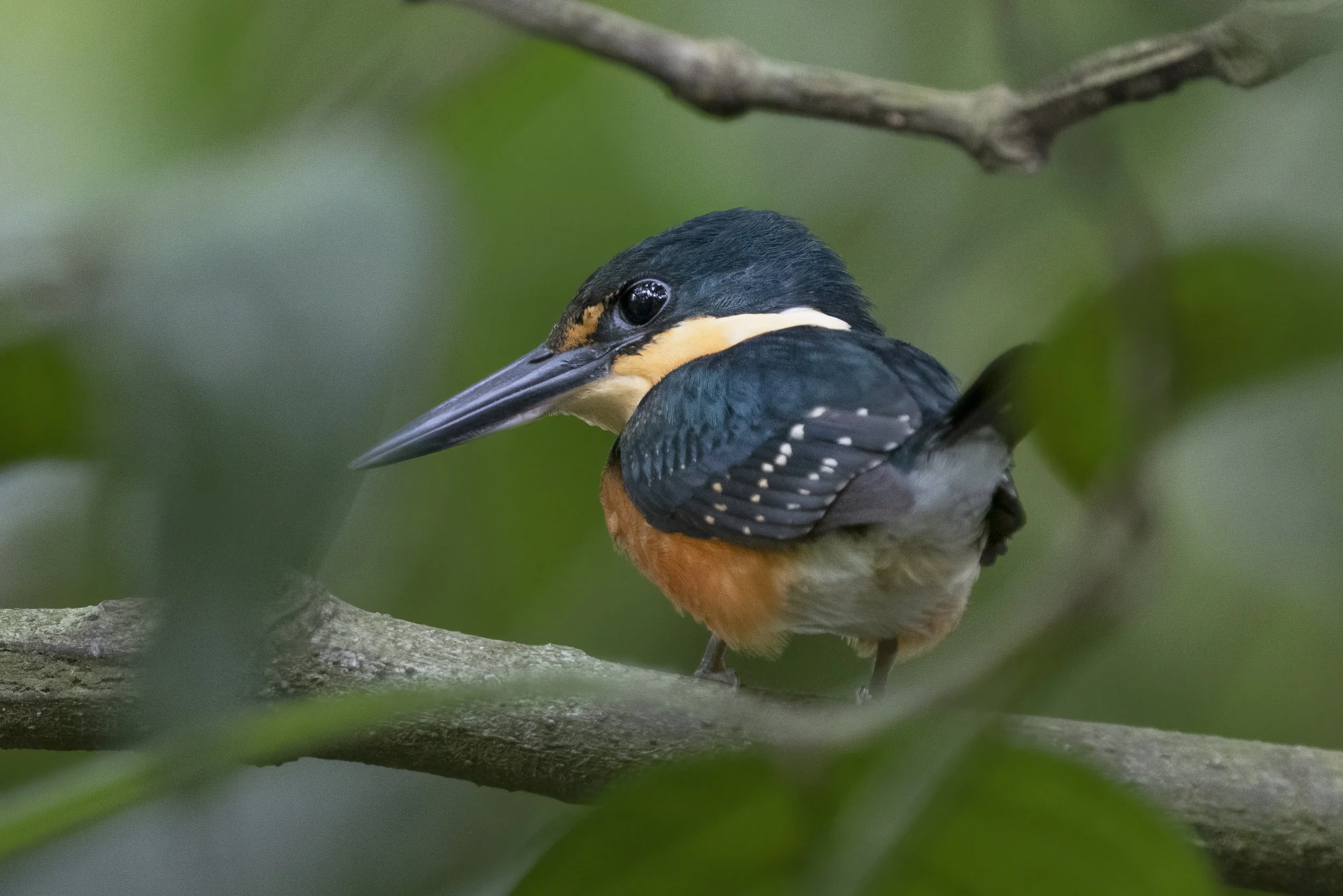 Green Kingfisher