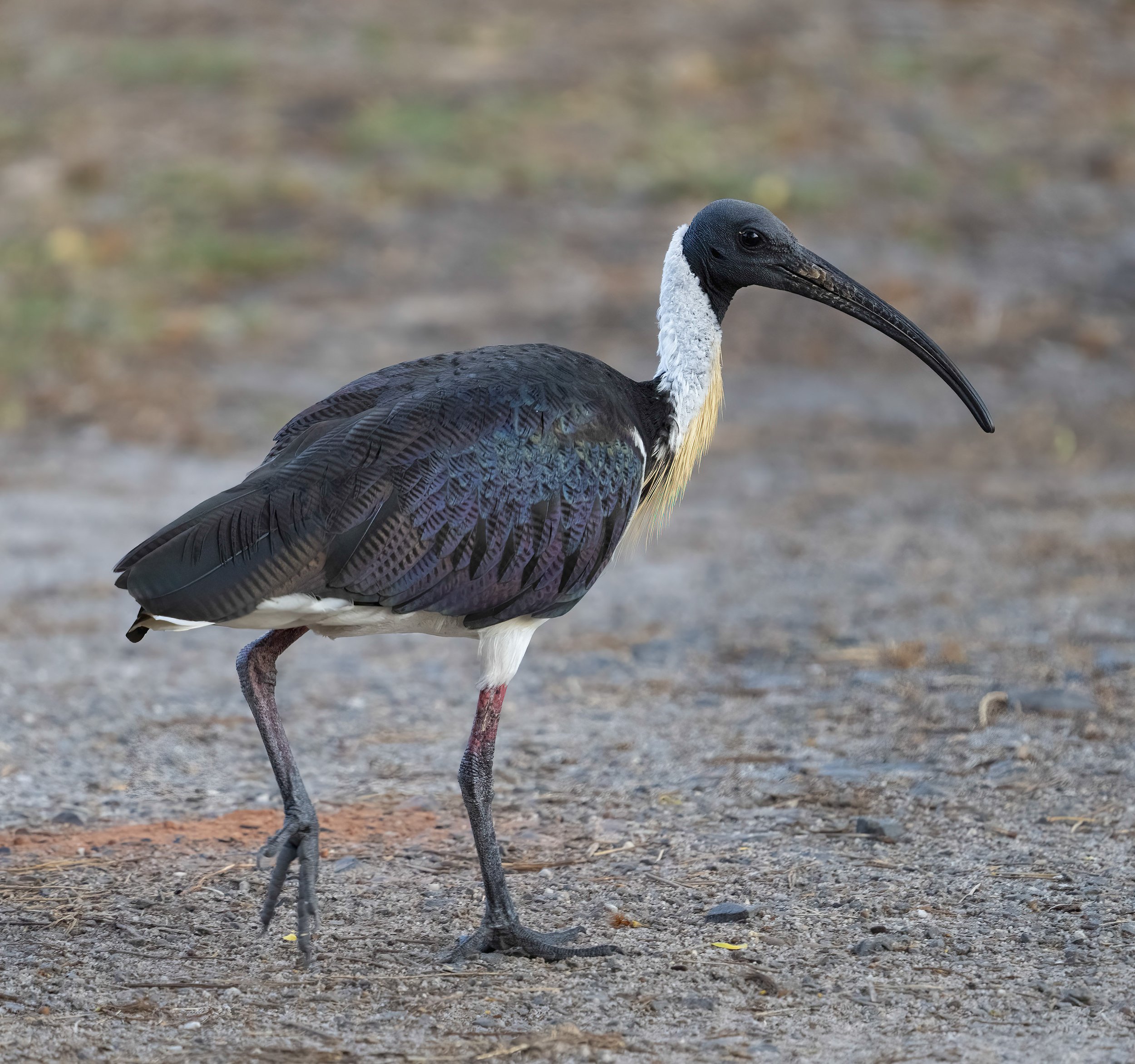  Straw Necked Ibis