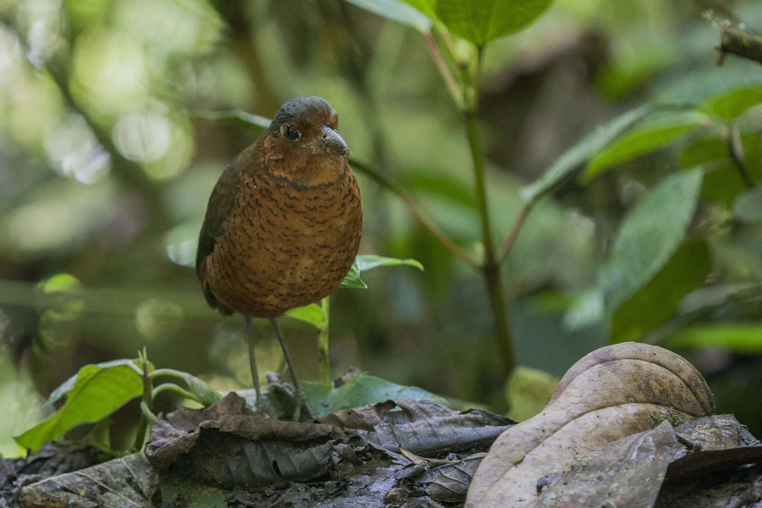 Giant Antpitta