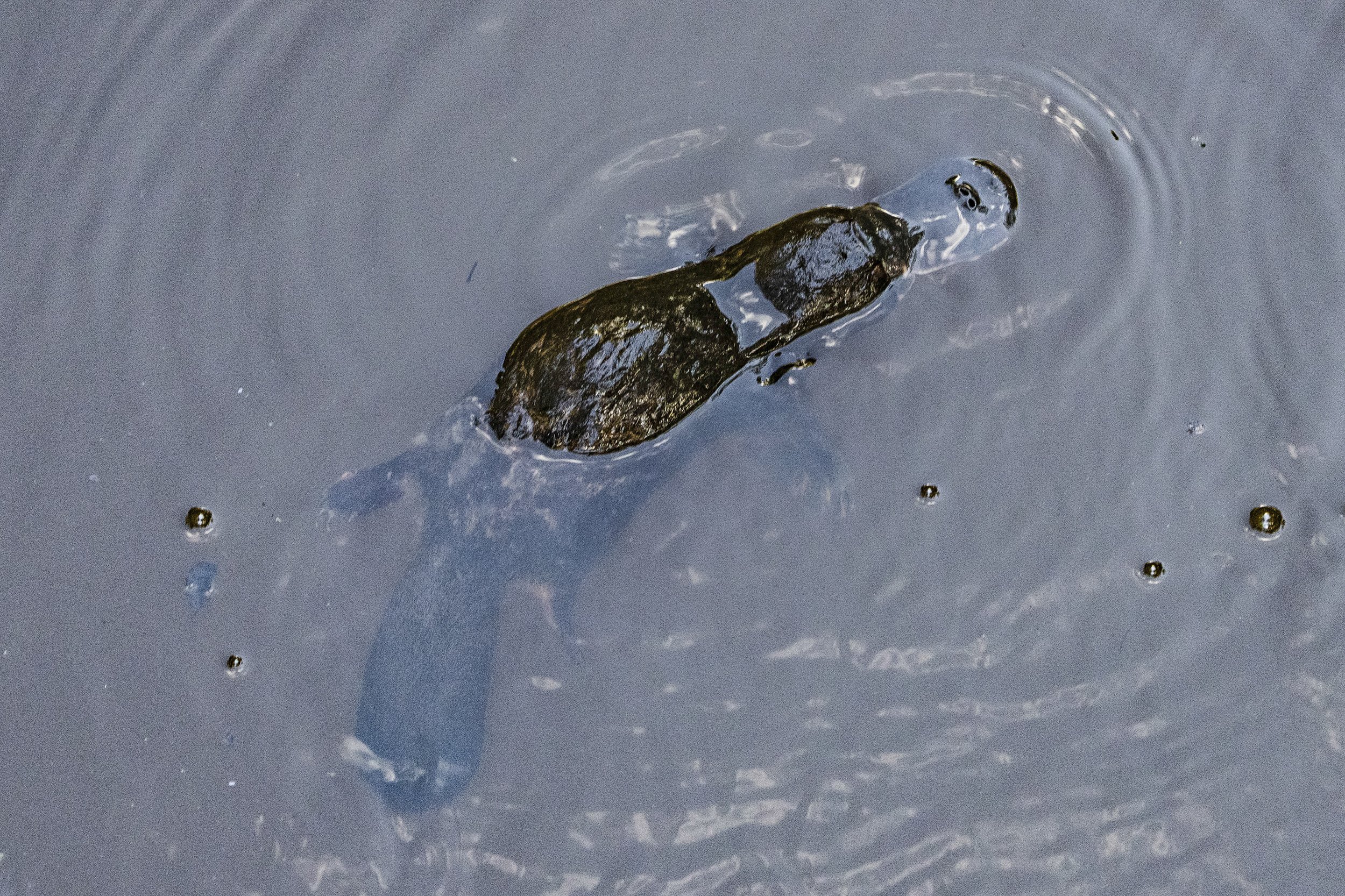 Platypus, Australia