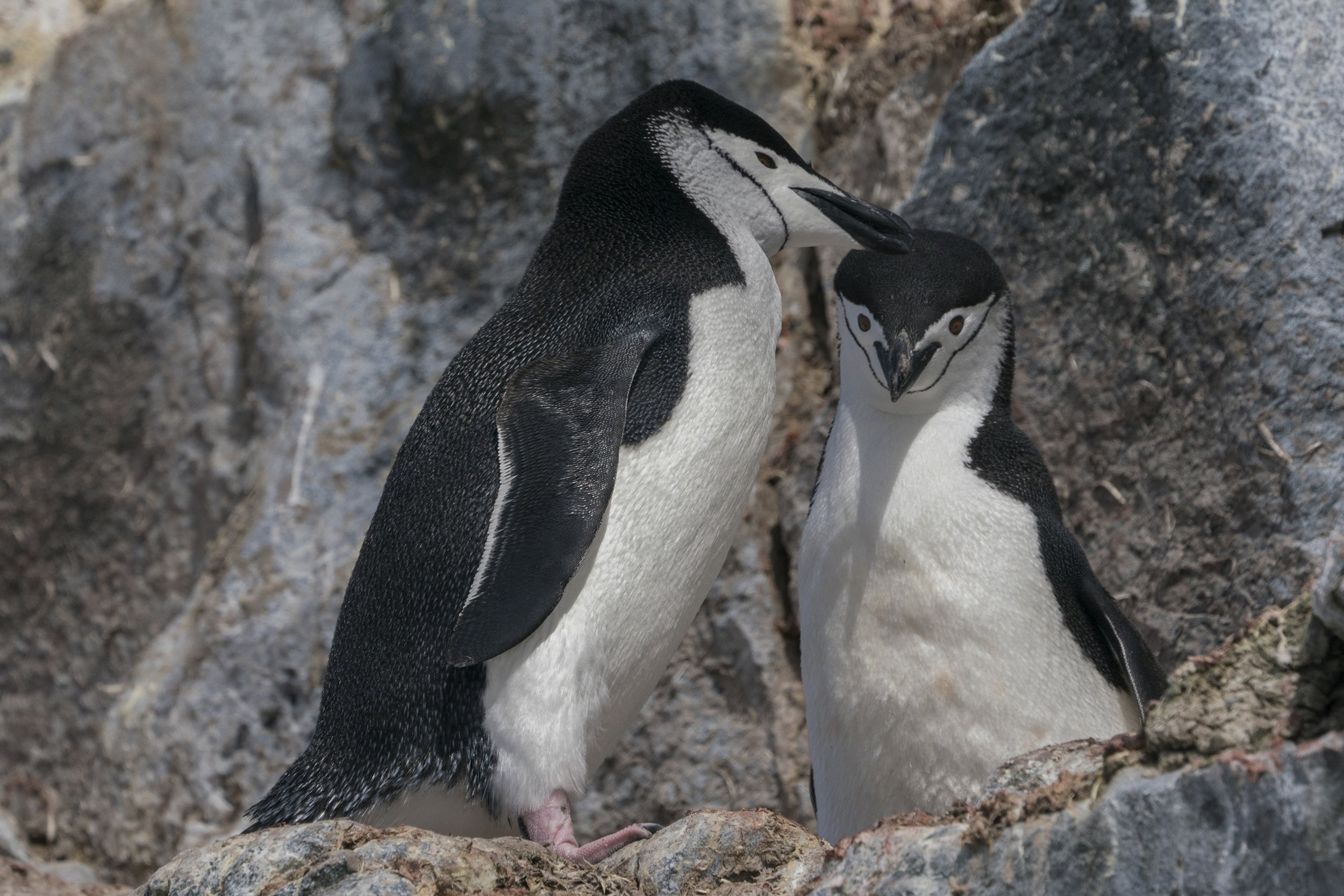 Chinstrap Penguin