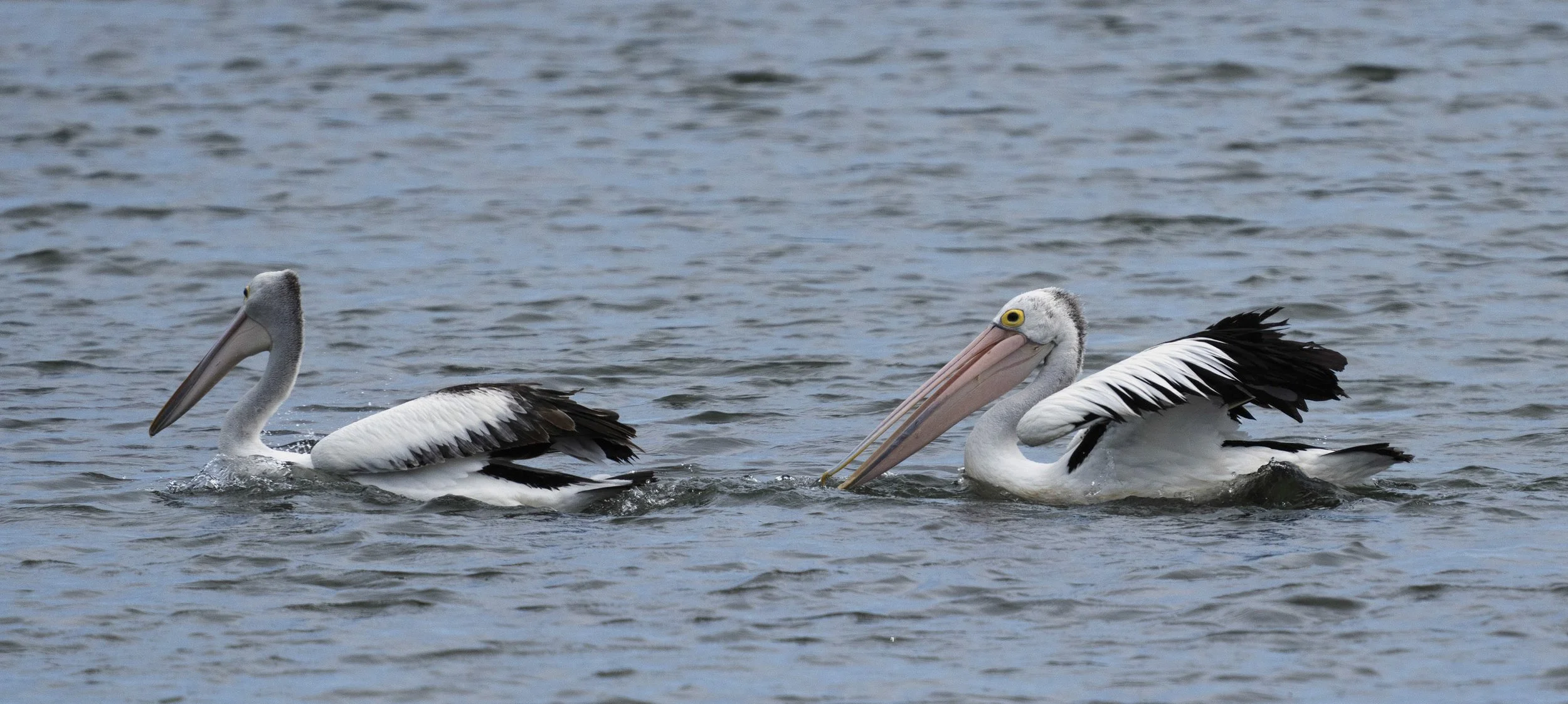 Australian Pelican