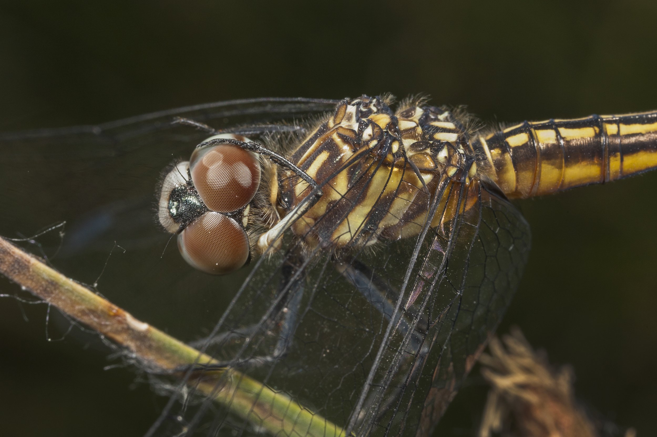 Blue Dasher (Pachydiplax longipennis)_IMG_6323.jpg
