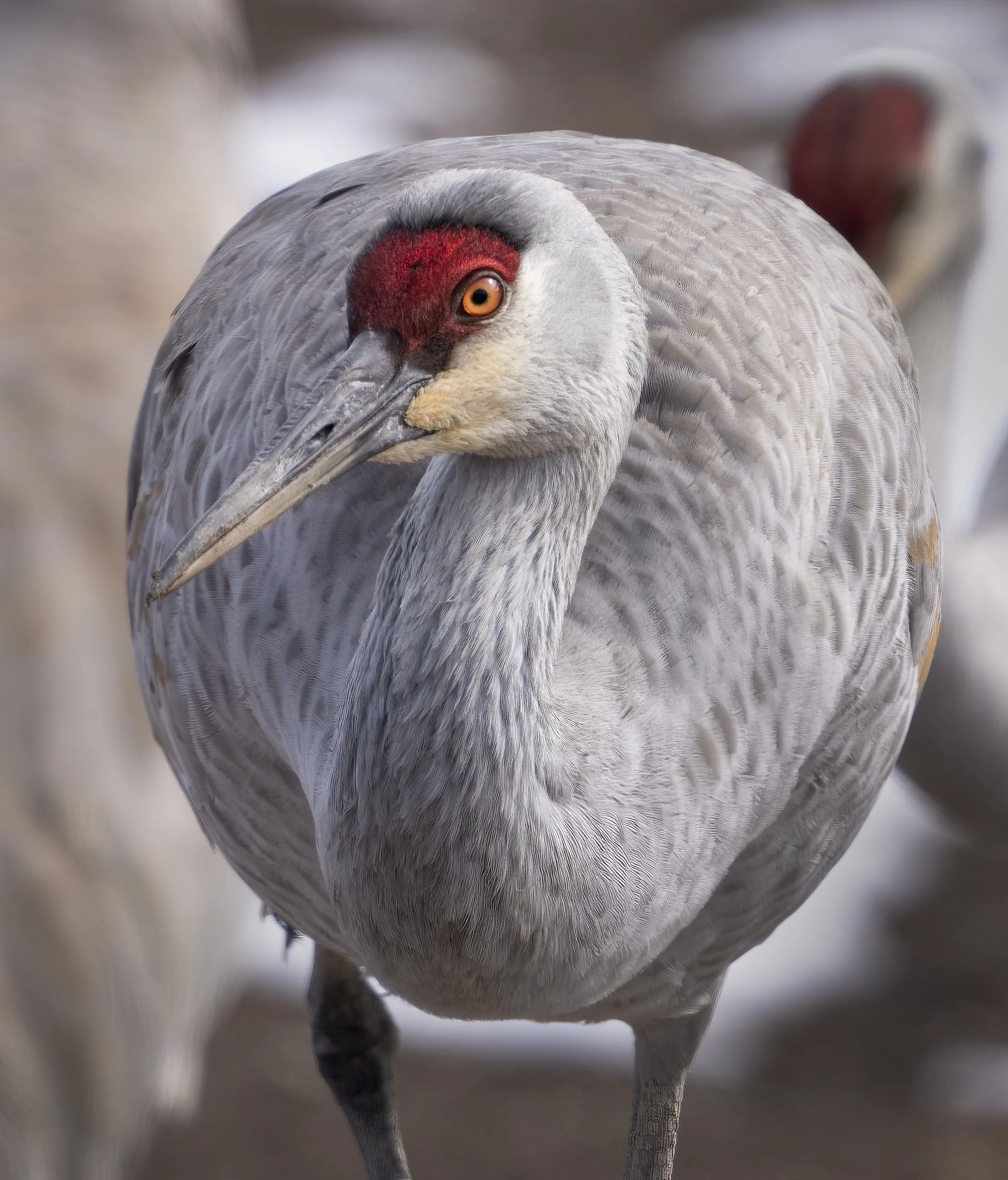 Sandhill Crane