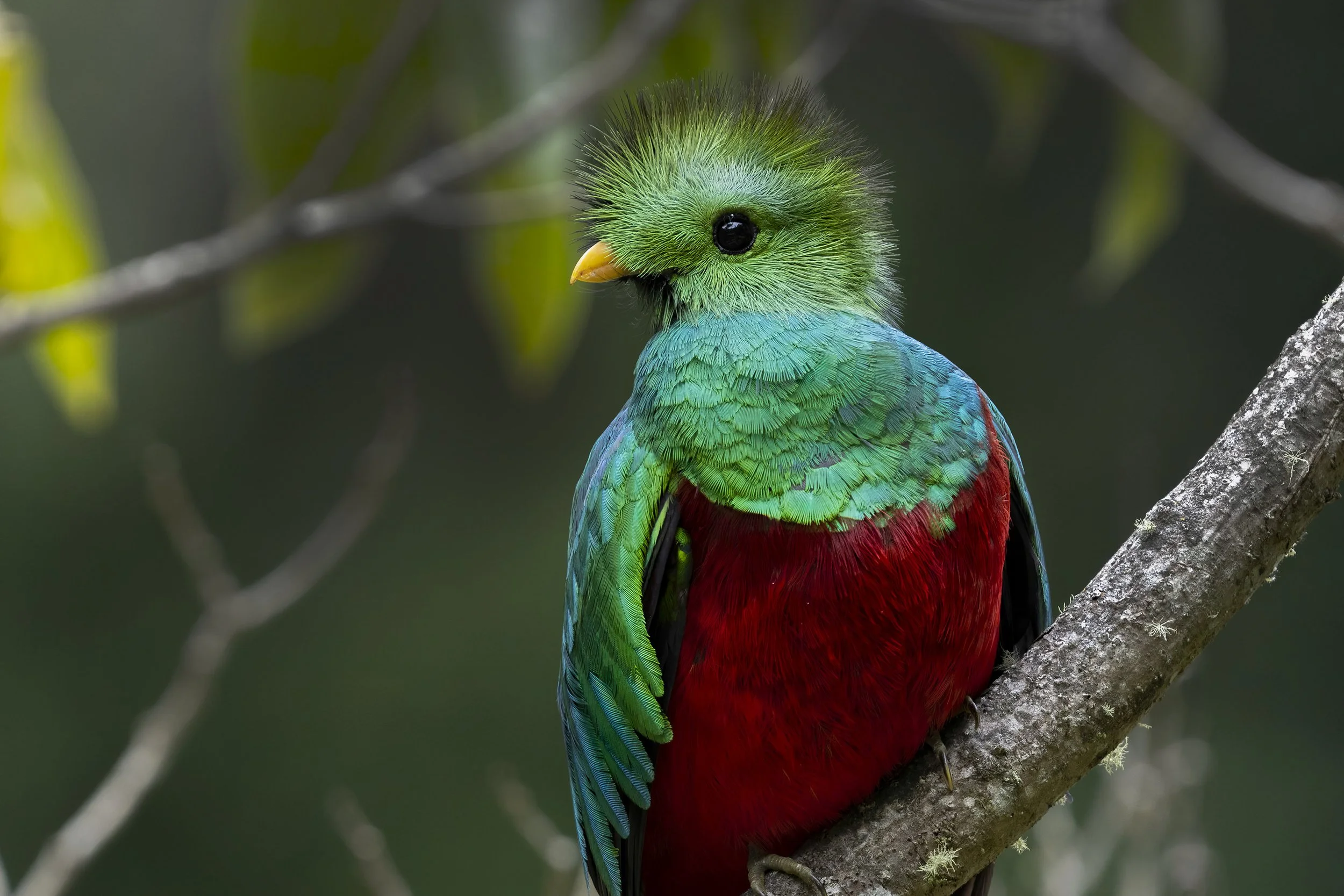  Resplendant Quetzal