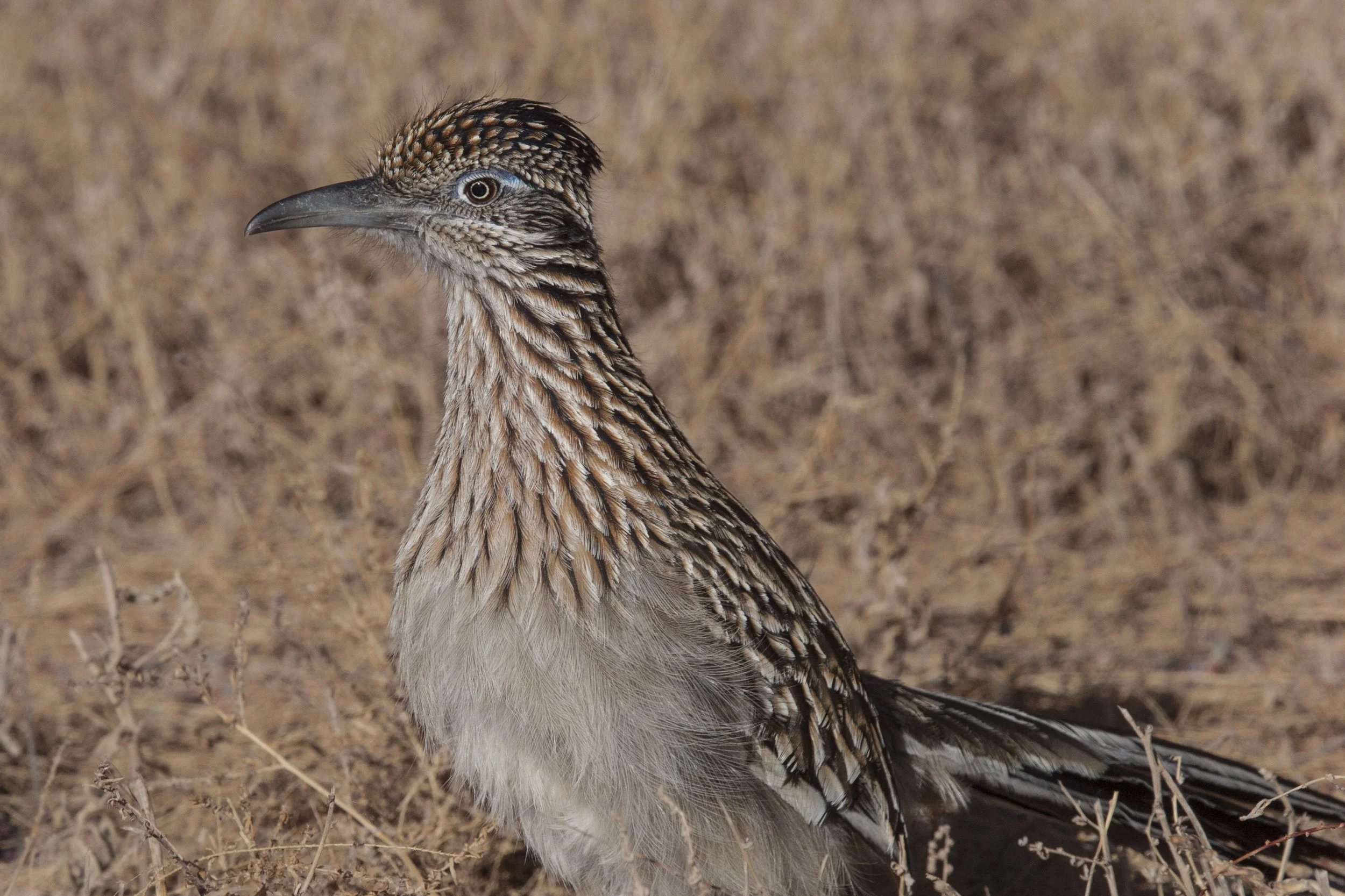 Roadrunner