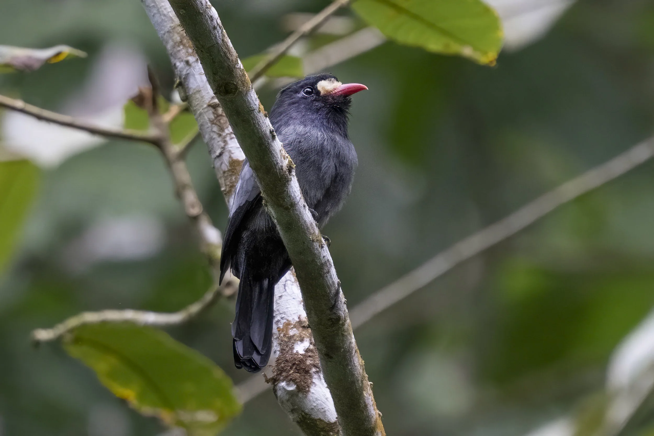 White Fronted Nunbird