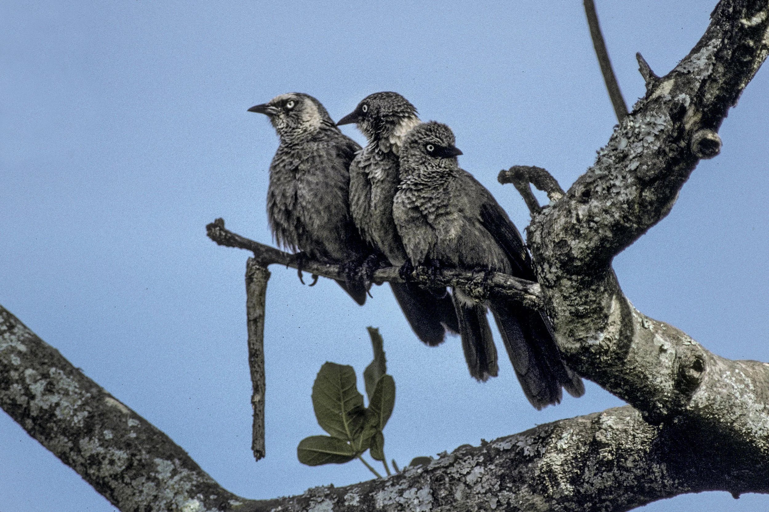 Black Lored Babblers