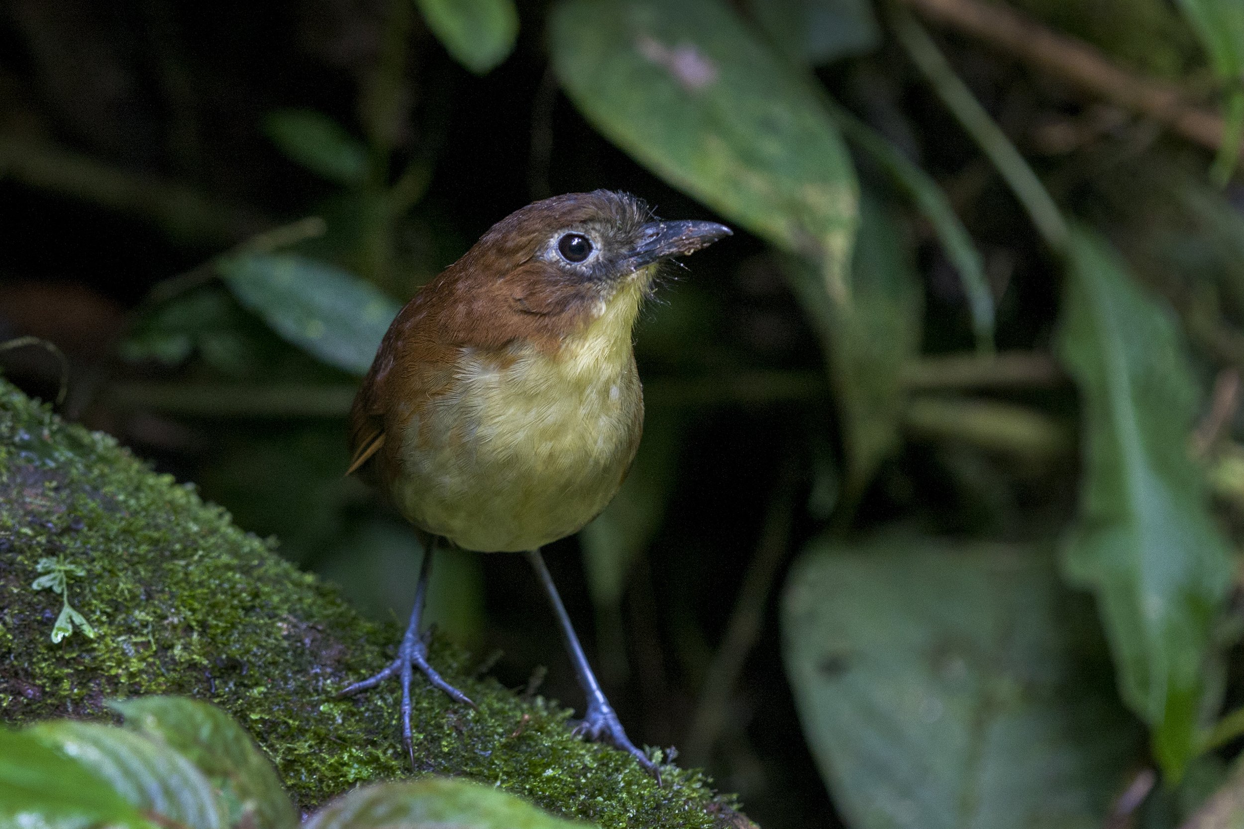 Yellow Bellied Antpitta