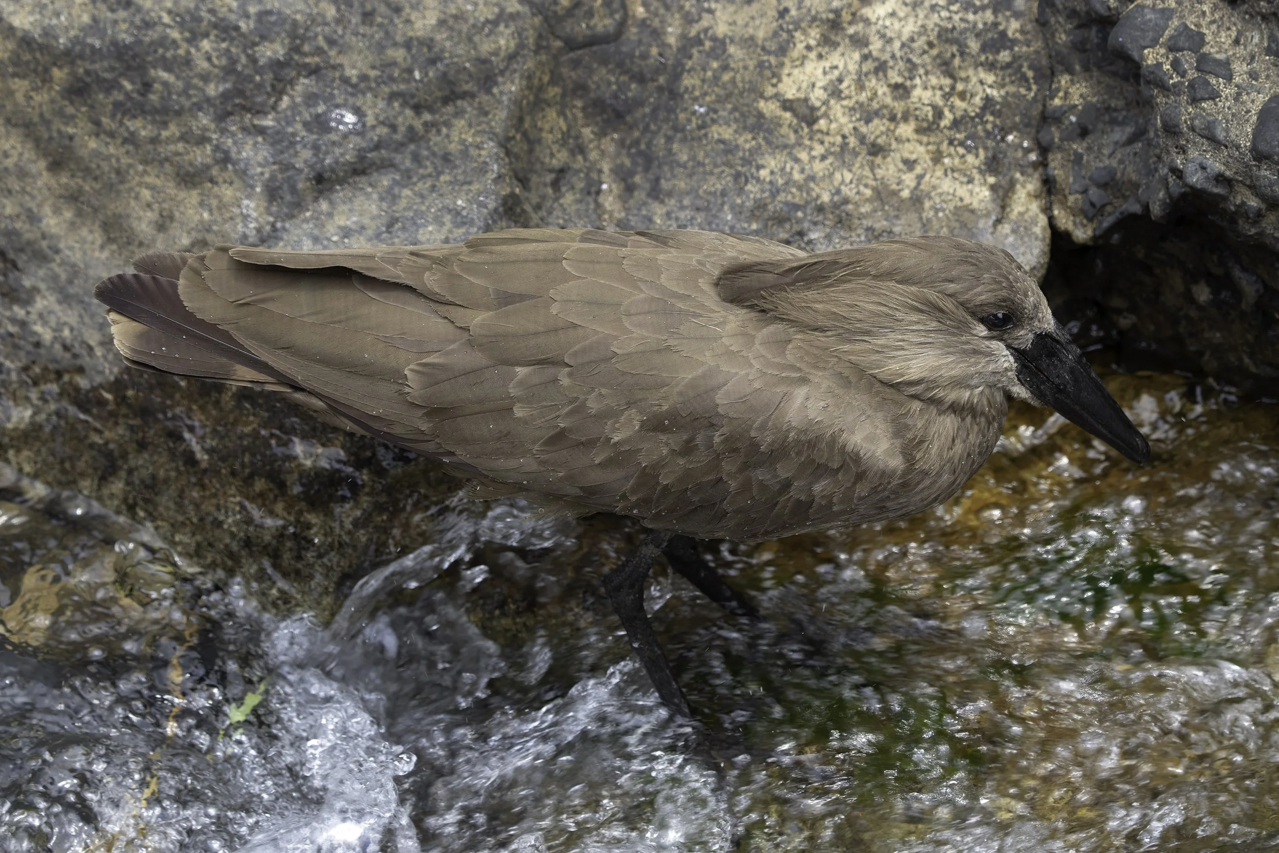 Hamerkop