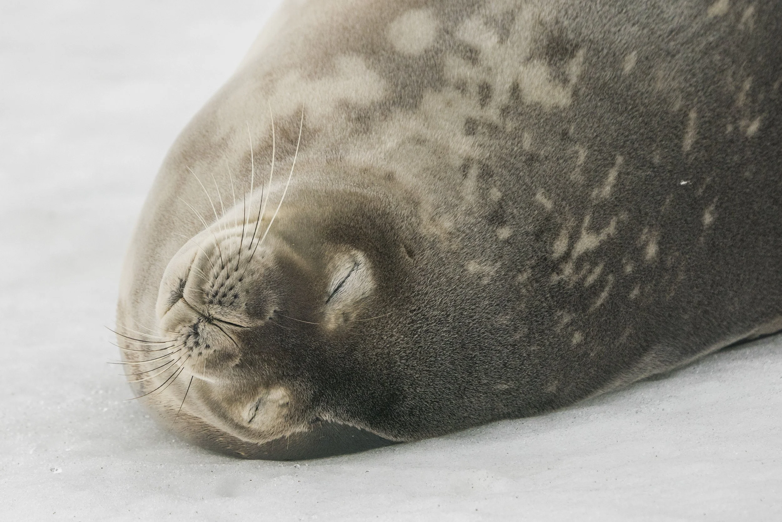Weddell Seal, Antarctica