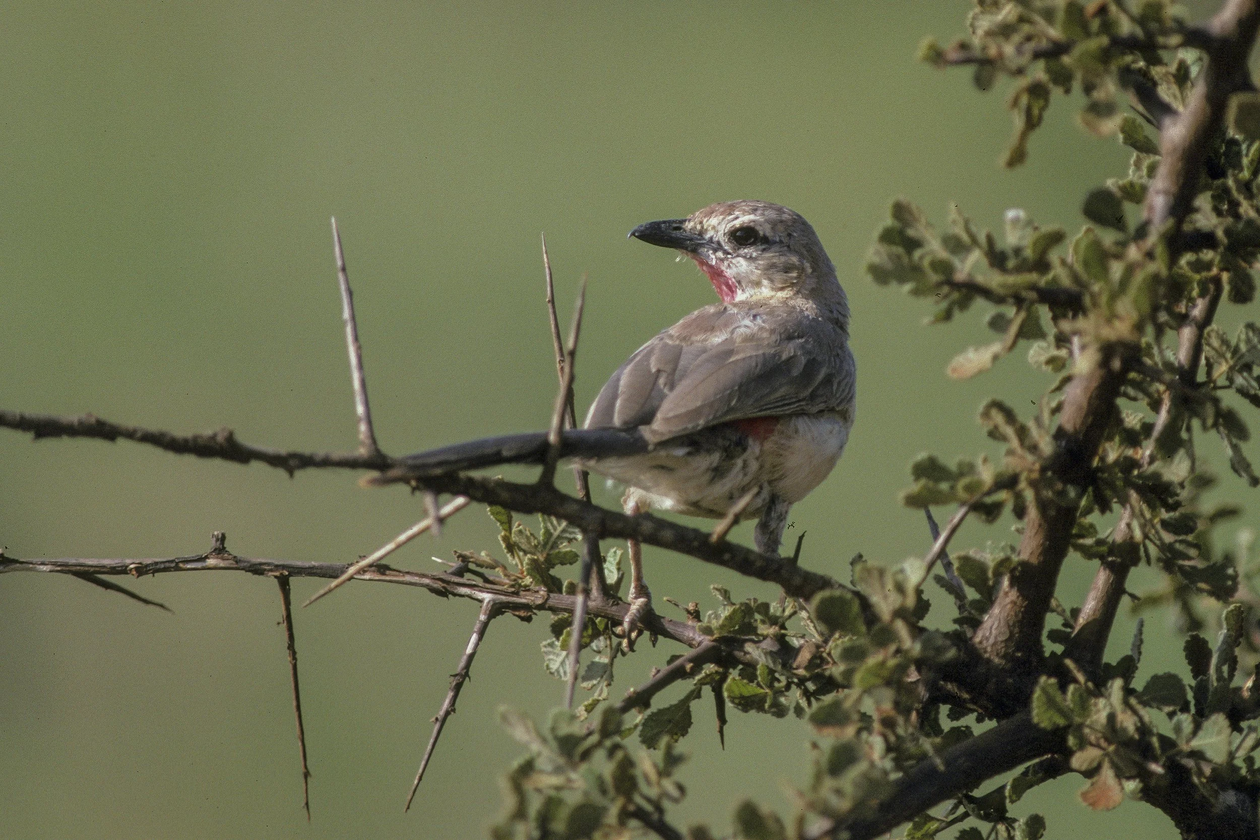 Rosey Patched Bushshrike