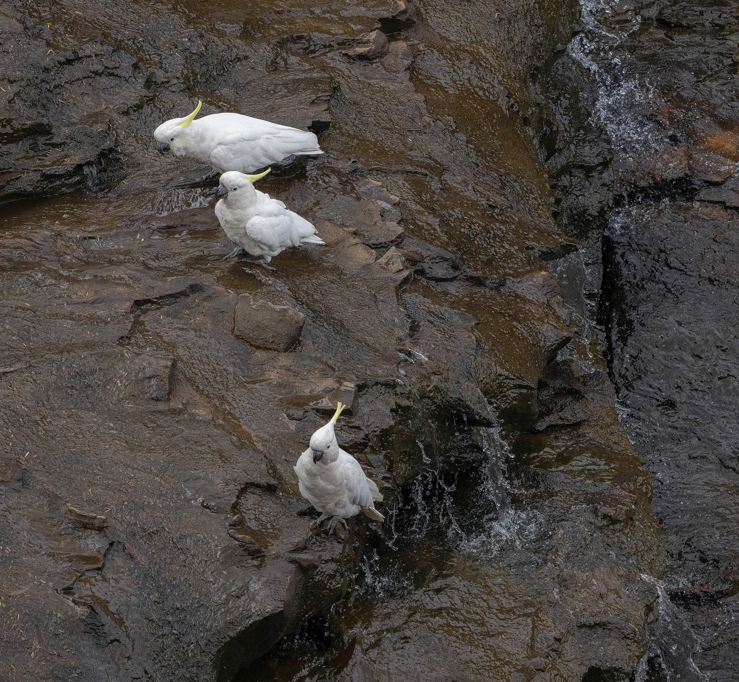 Sulphur Crested Cockatoo