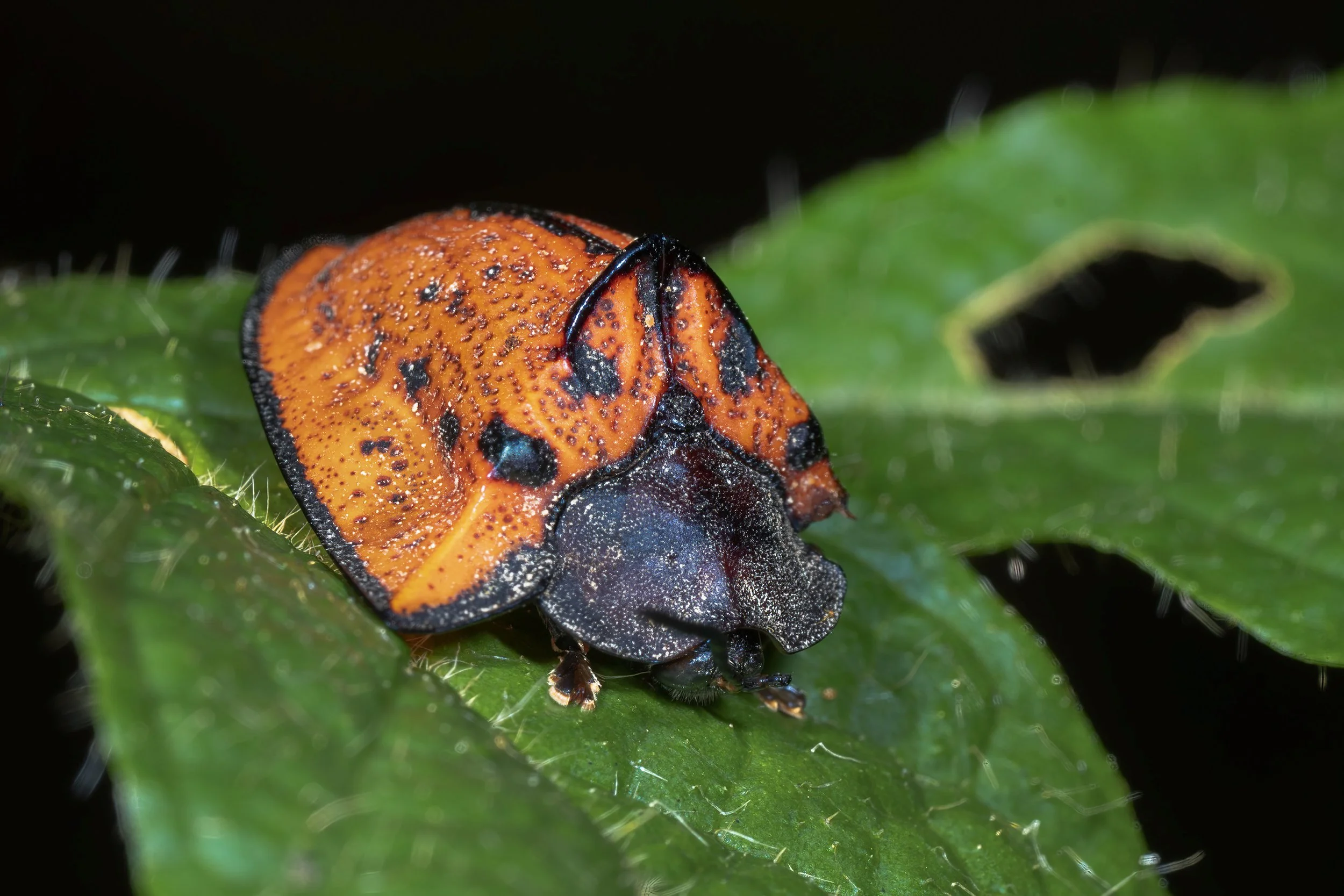 Beetle