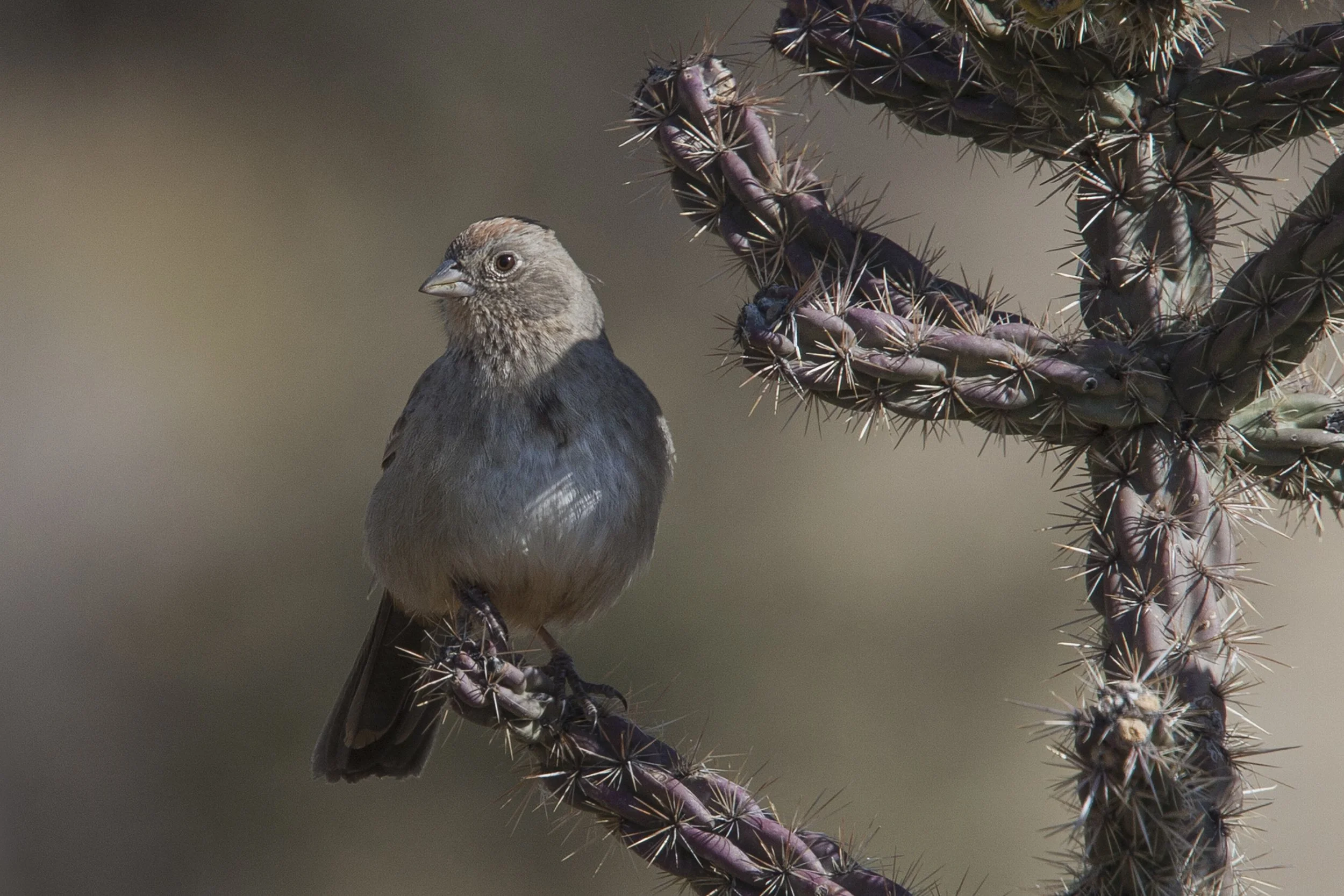 Canyon Towhee