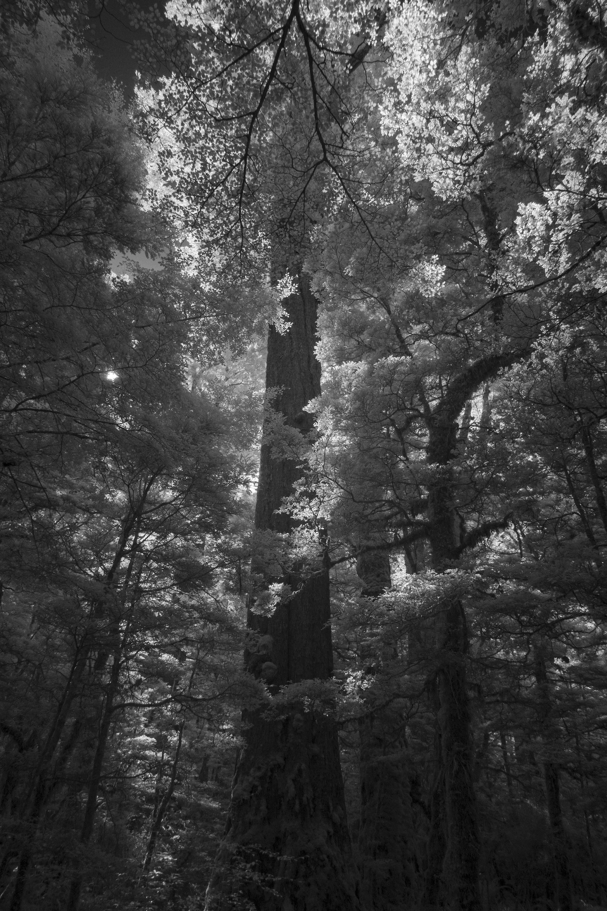 new-zealand-forest_53625534050_o.jpg