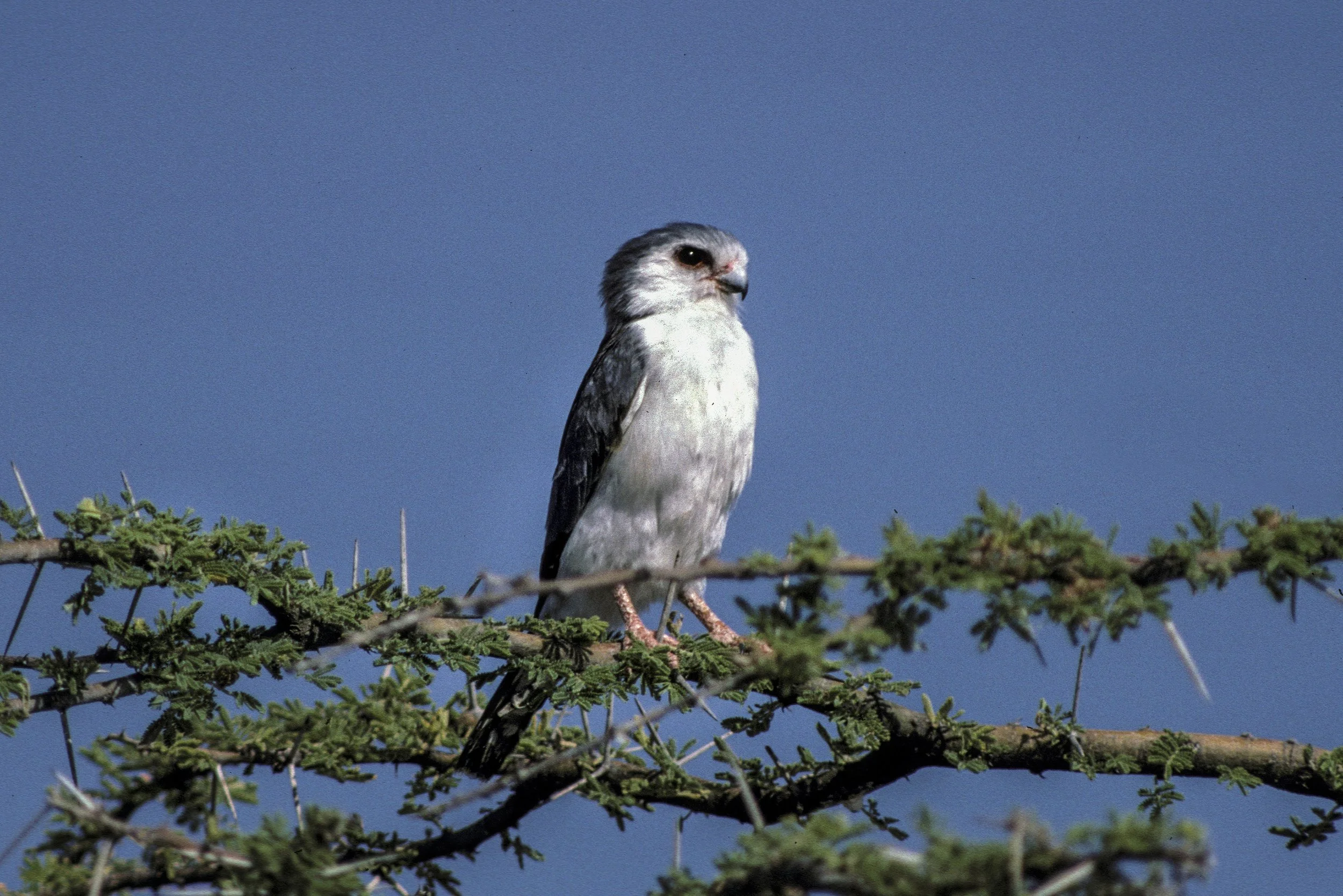 Pygmy Falcon