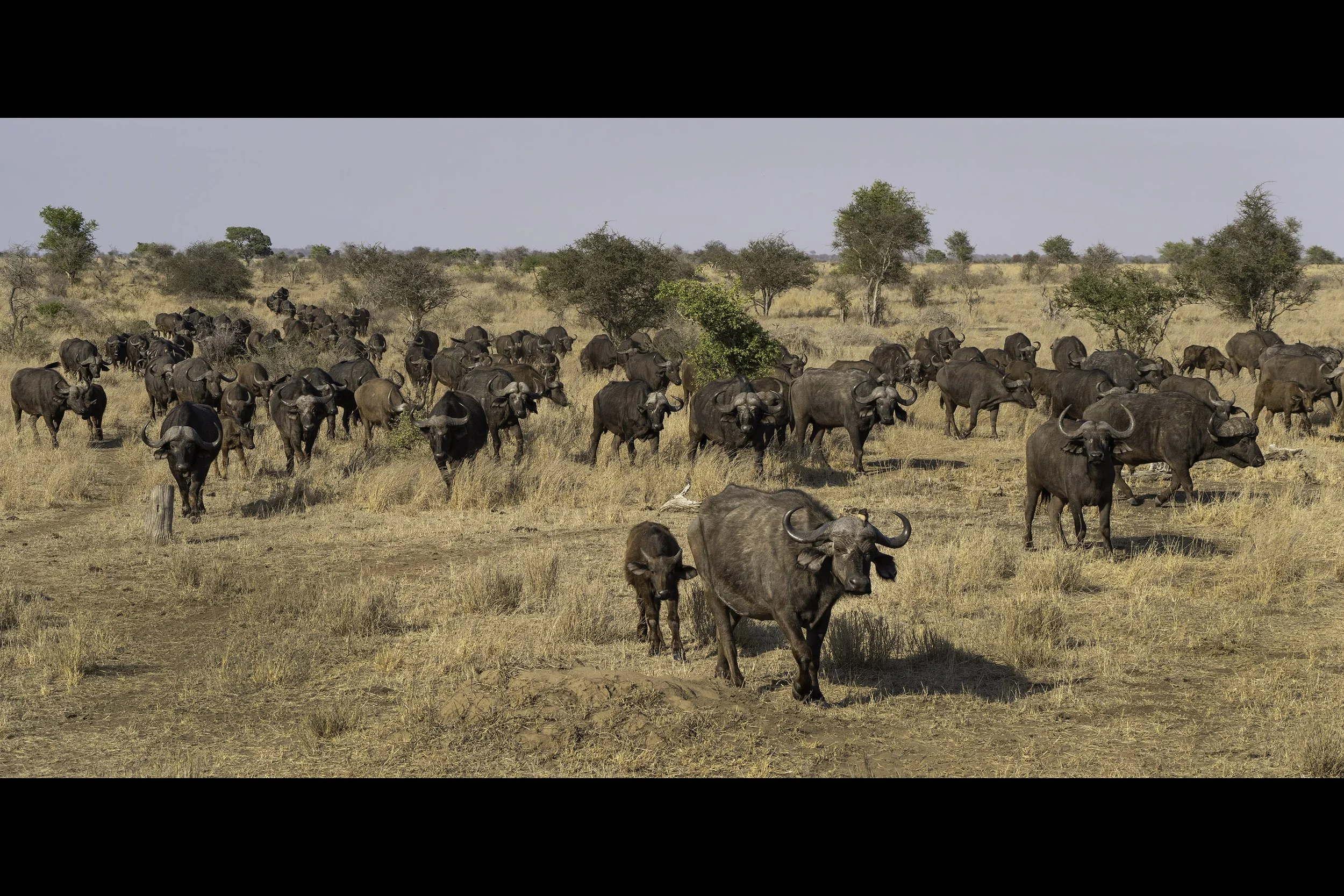 African Buffalo