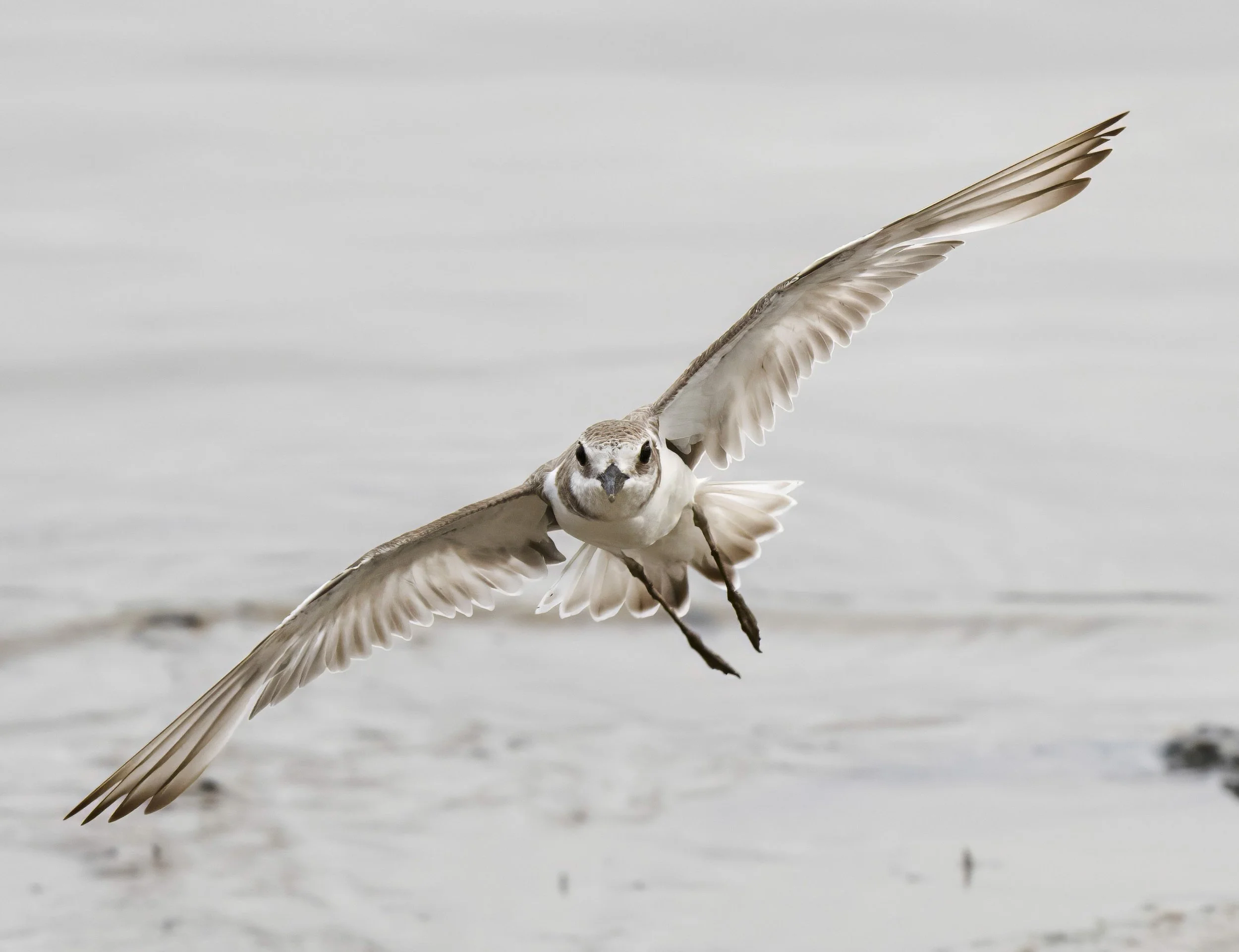 Greater Sand Plover
