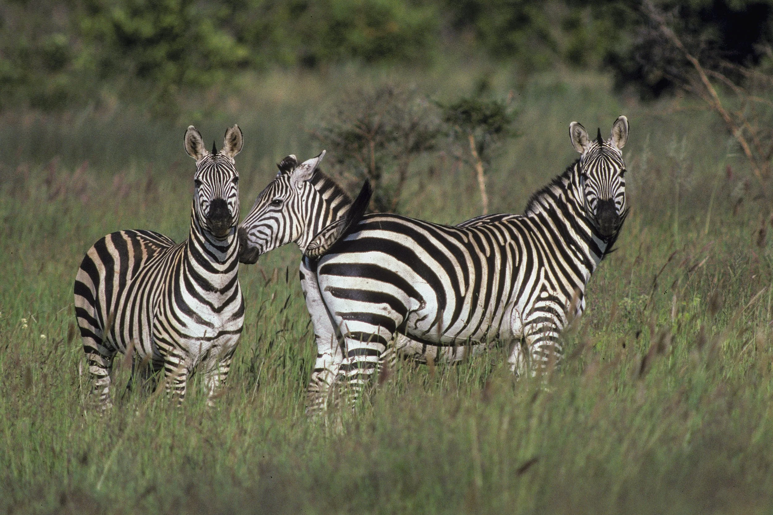 Zebra