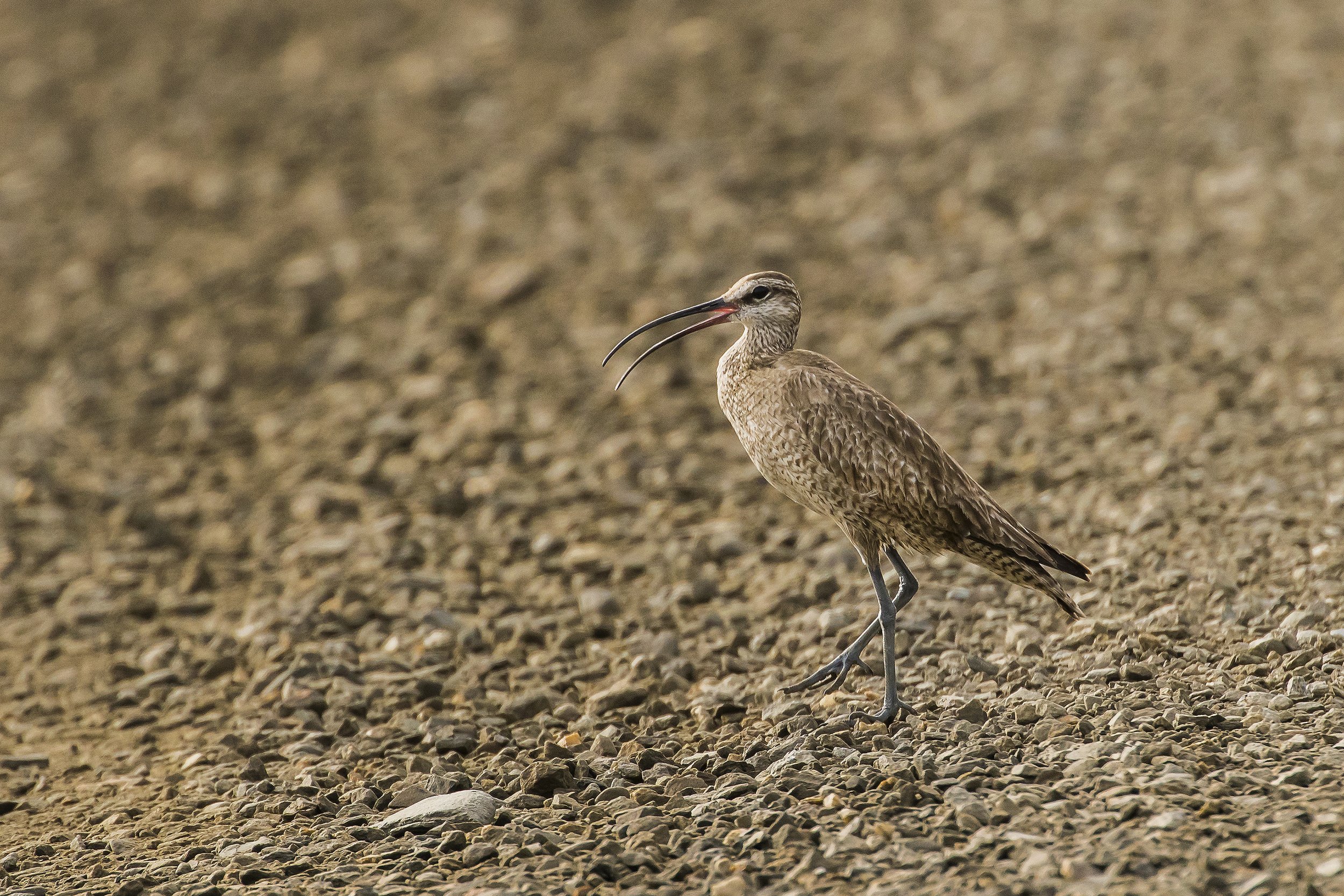 Bristle Thighed Curlew