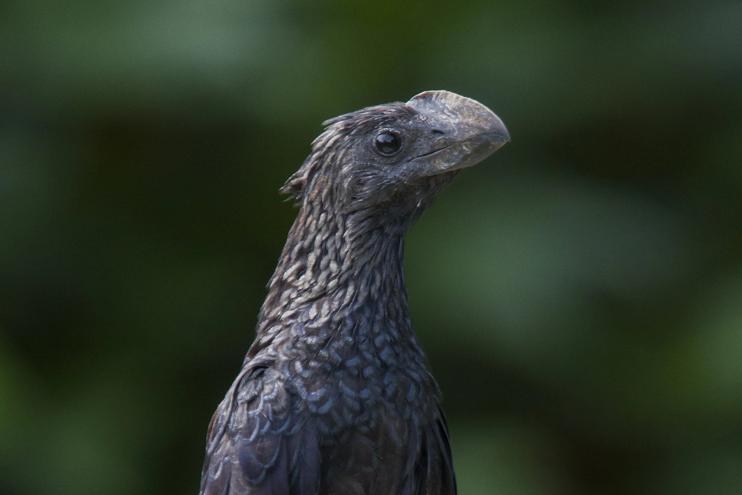 Smooth Billed Ani