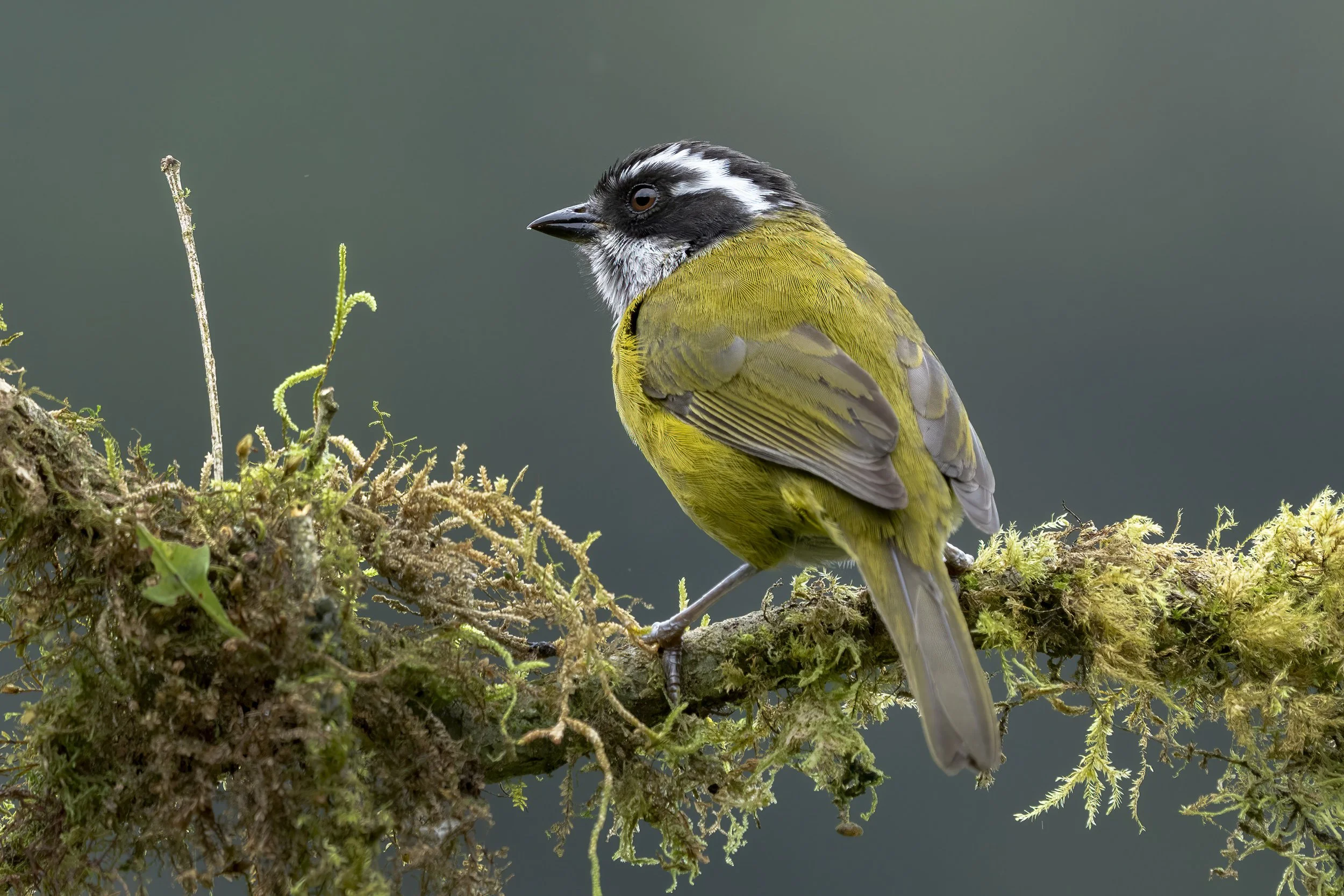 Sooty-capped Chlorospingus