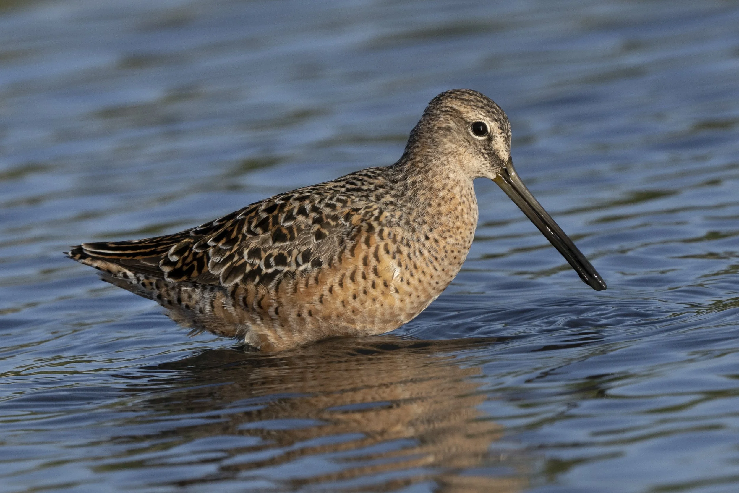 Short Billed Dowitcher