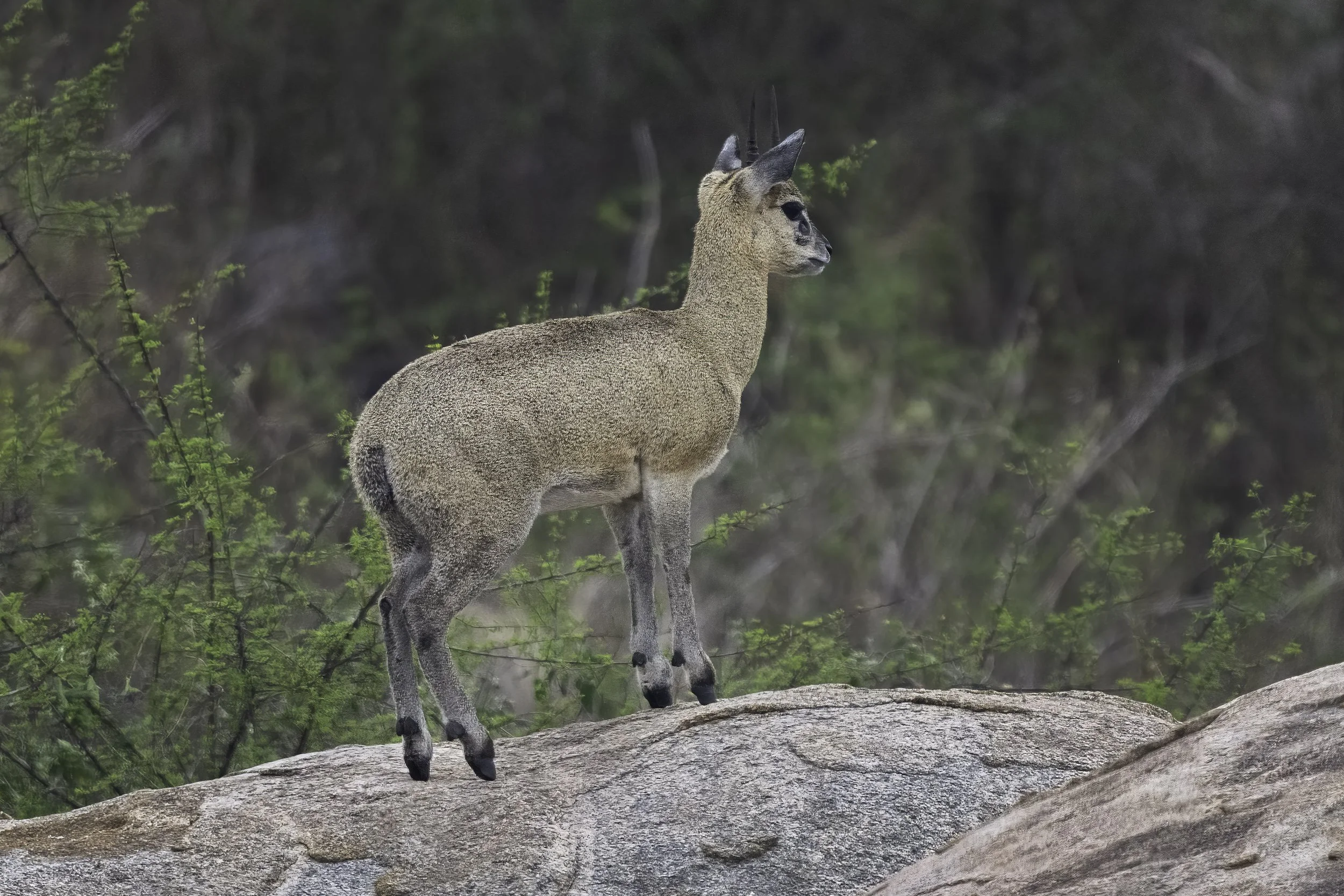 Klipspringer