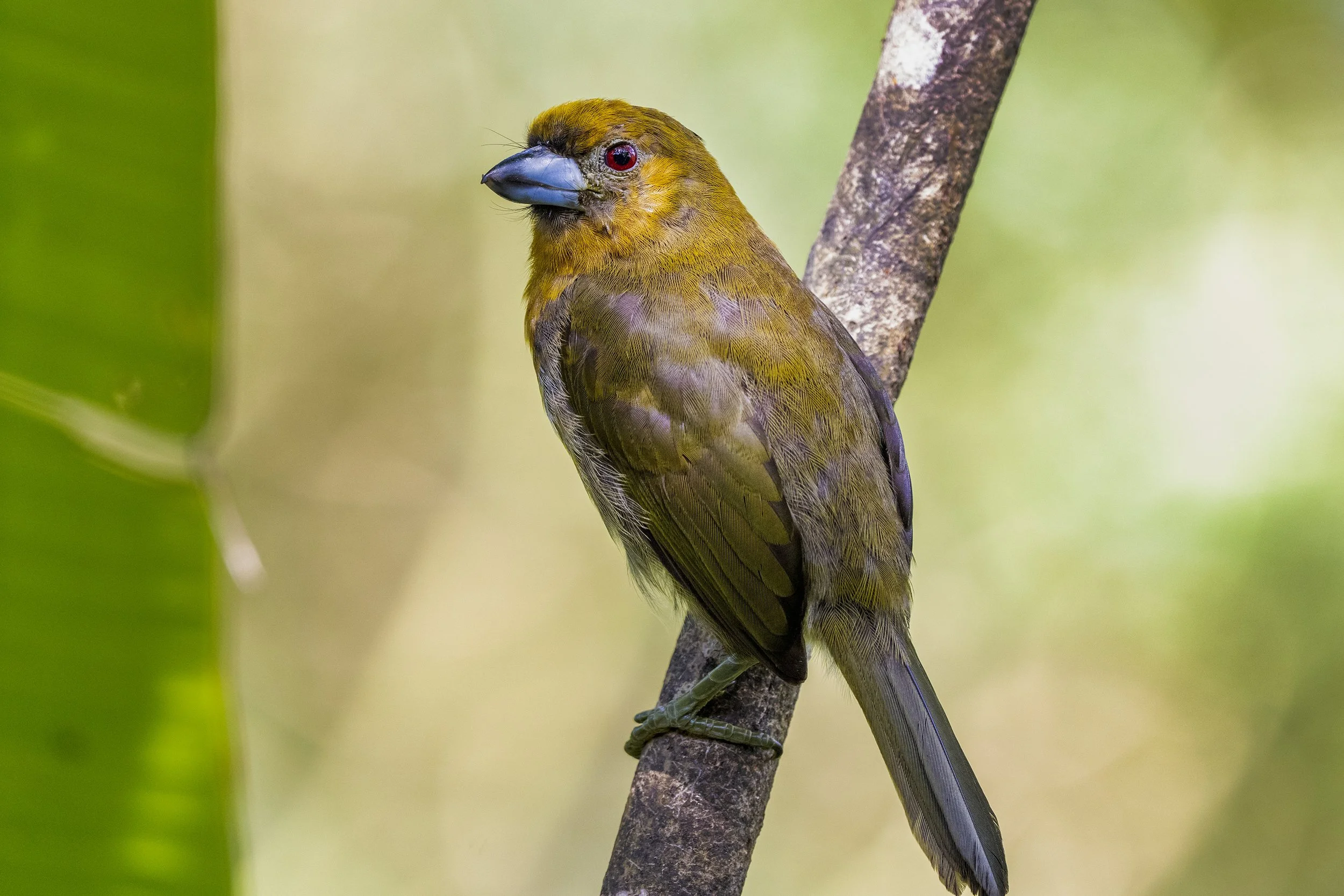 Prong-billed Barbet