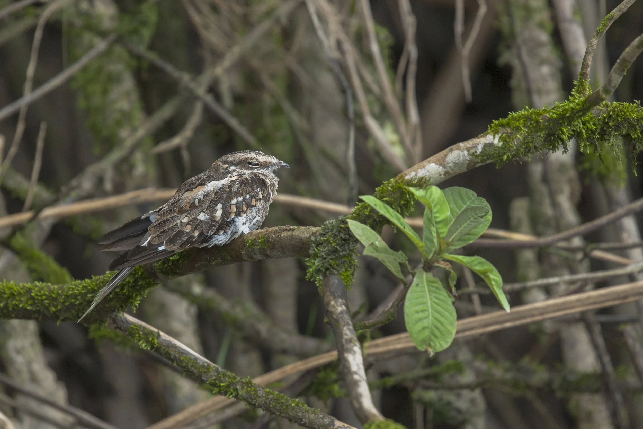 Ladder Tailed Nightjar