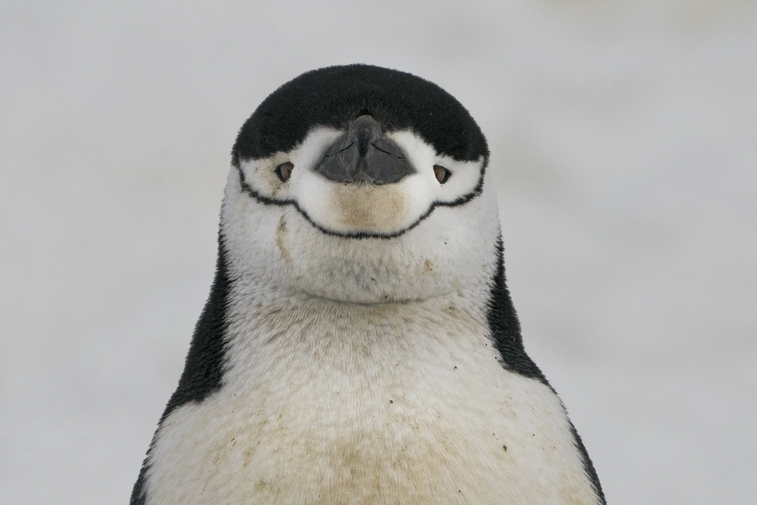 Chinstrap Penguin