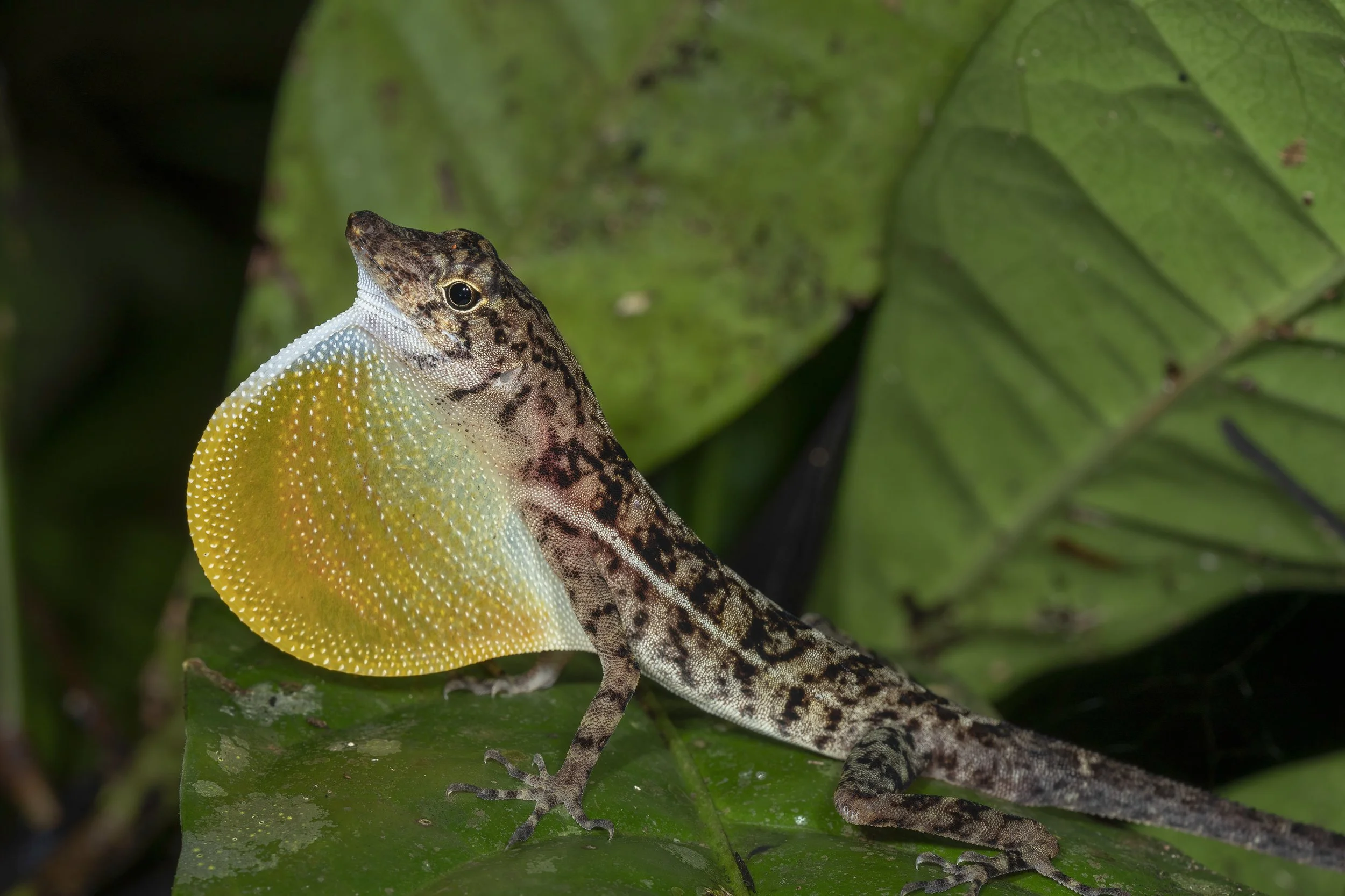 Lizard