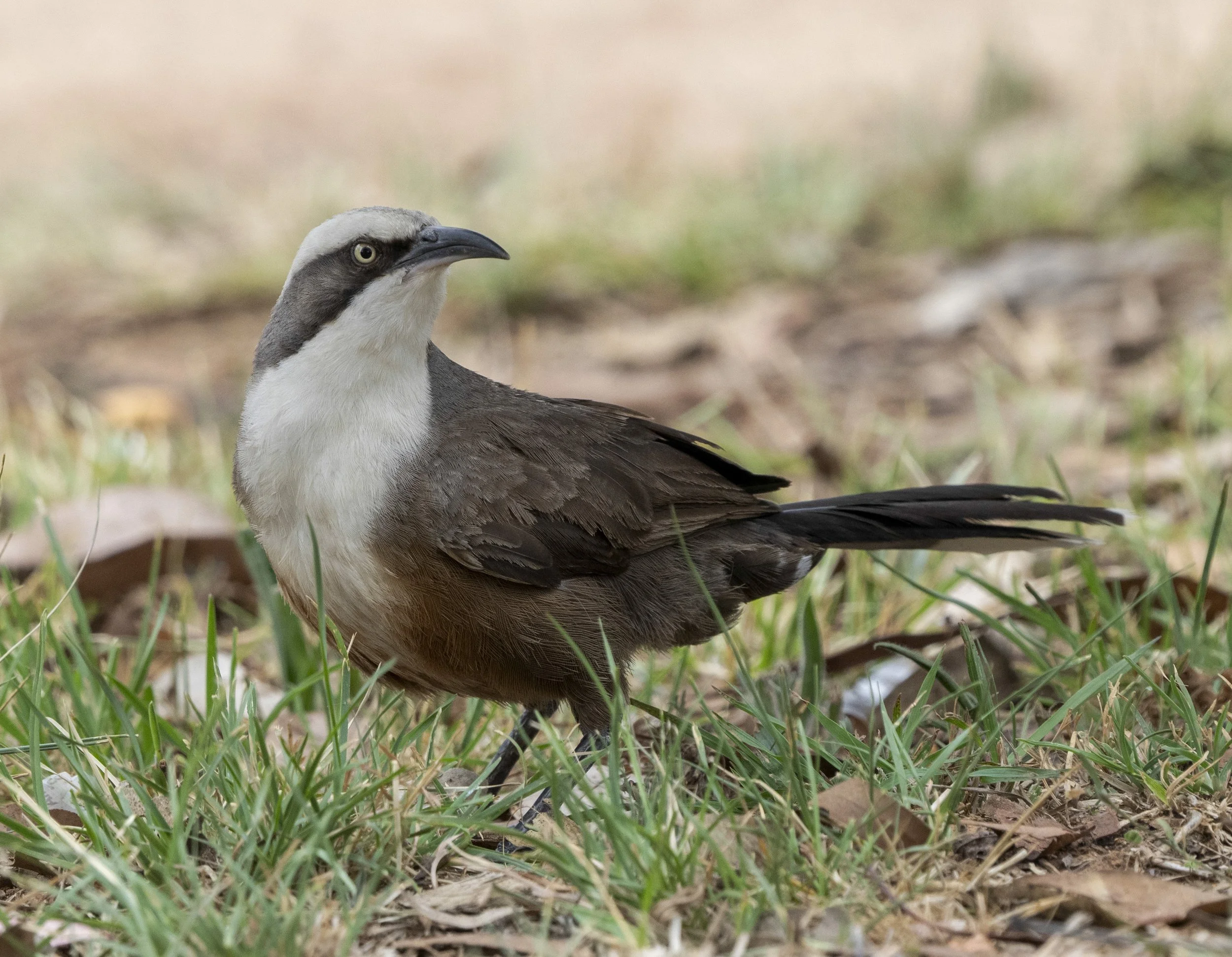 Gray Crowned Babbler