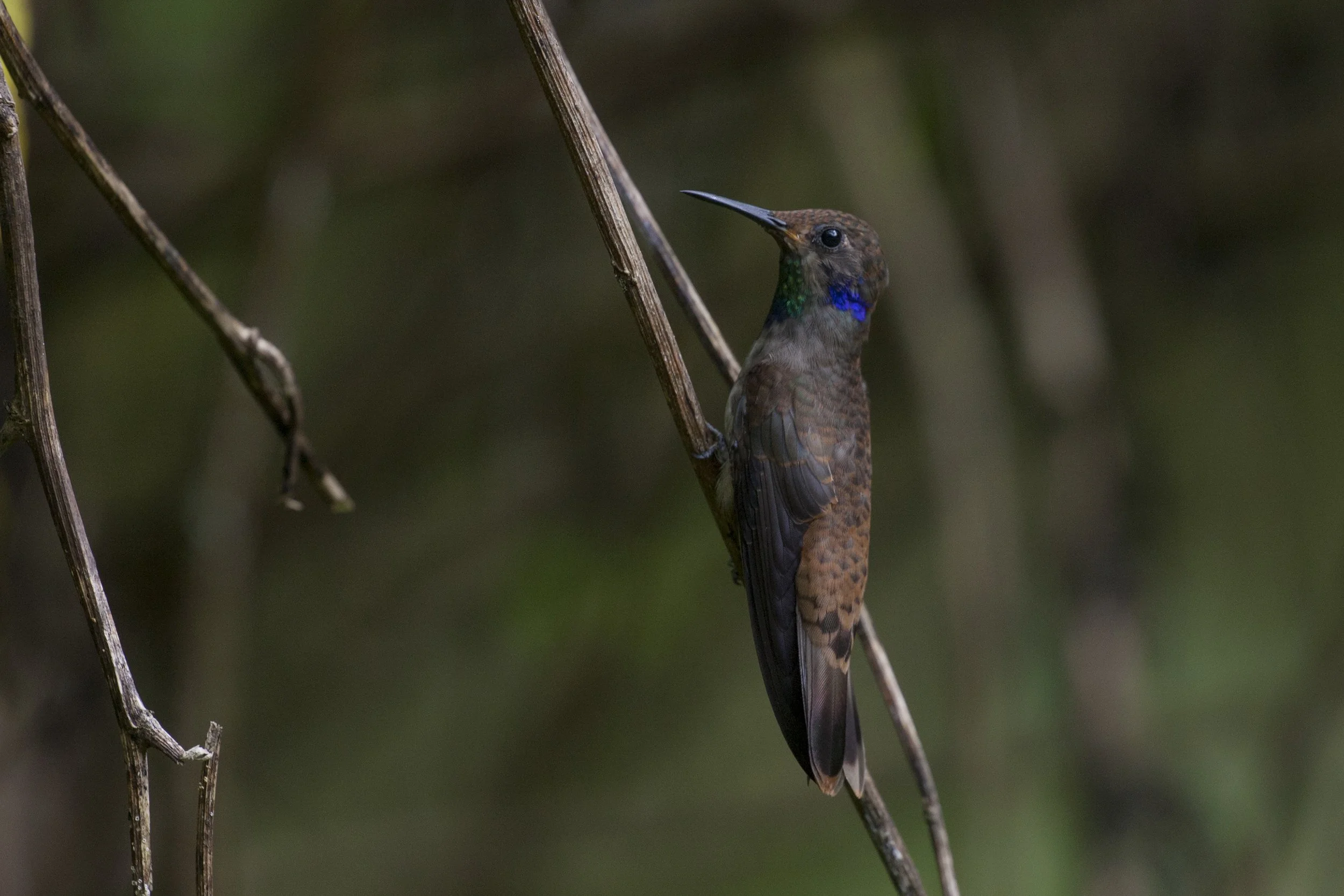 Brown Violetear 
