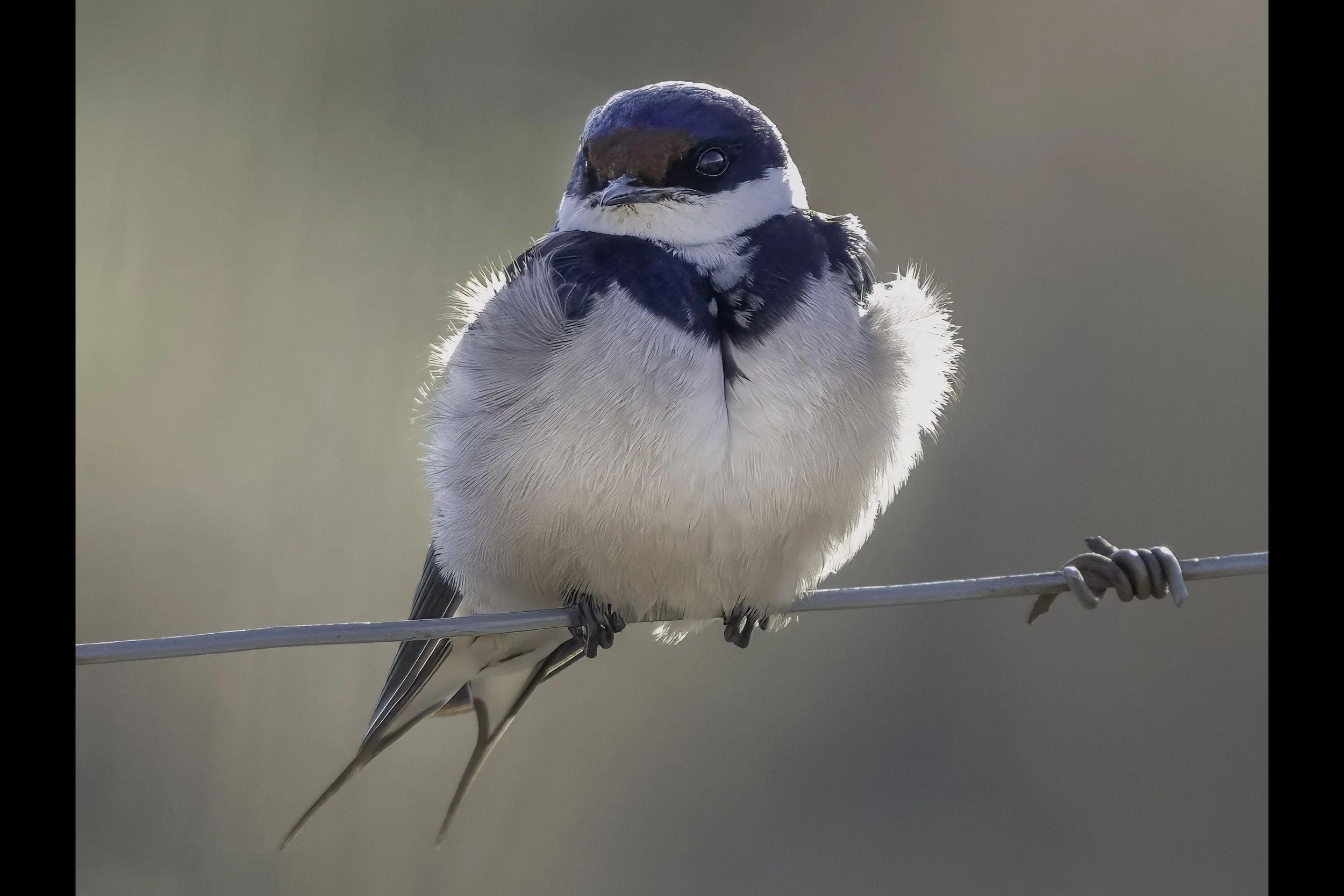Wire Tailed Swallow