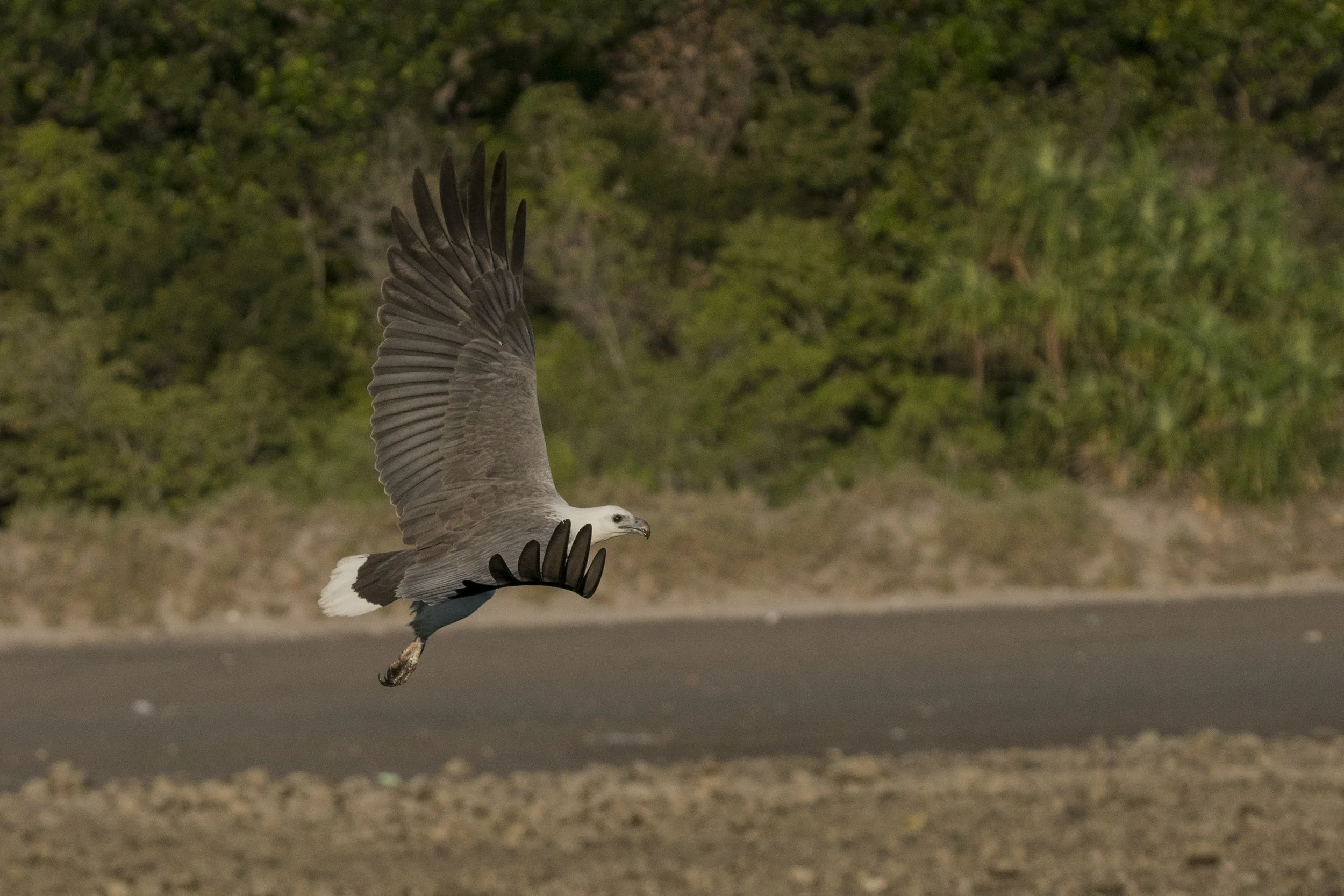 Komodo_DSC01399.jpg