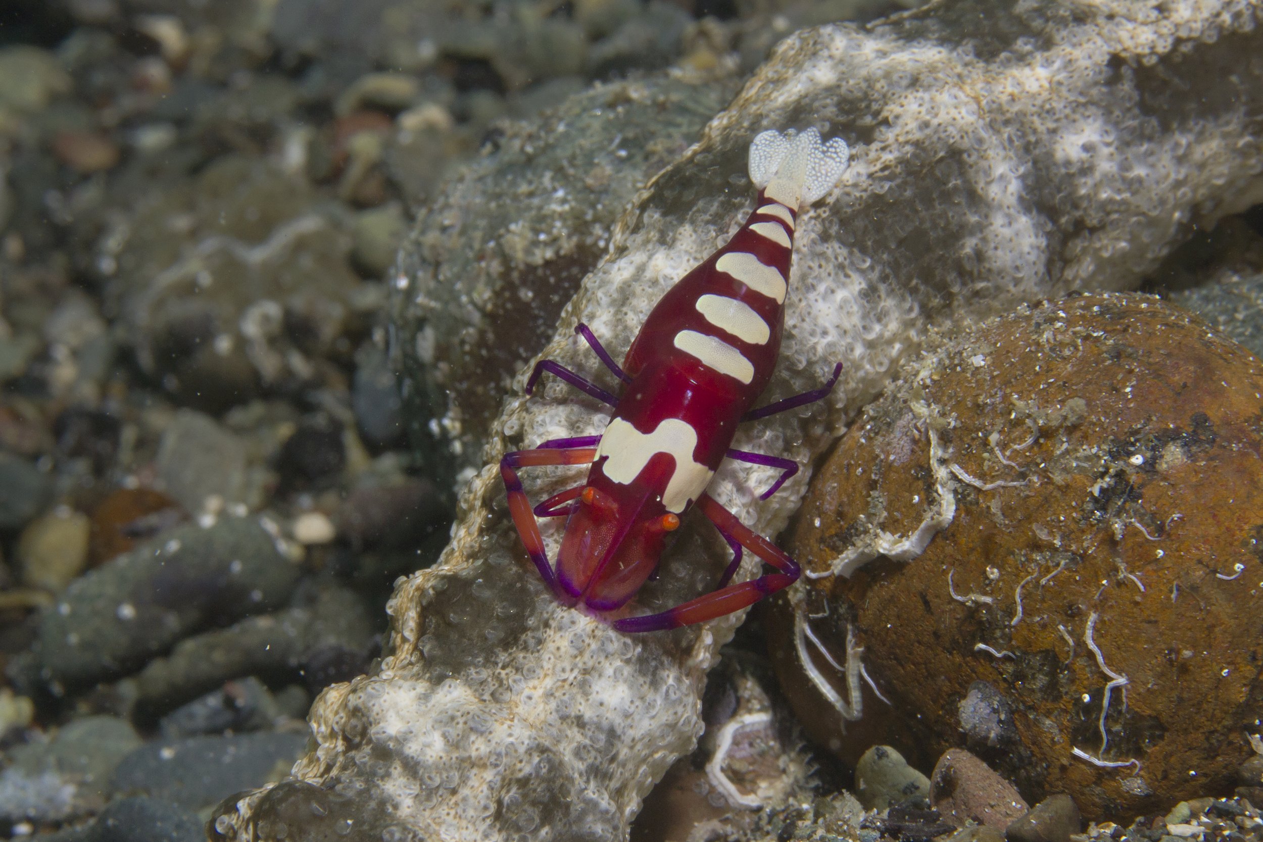 Halmahera_IMG_2240.jpg