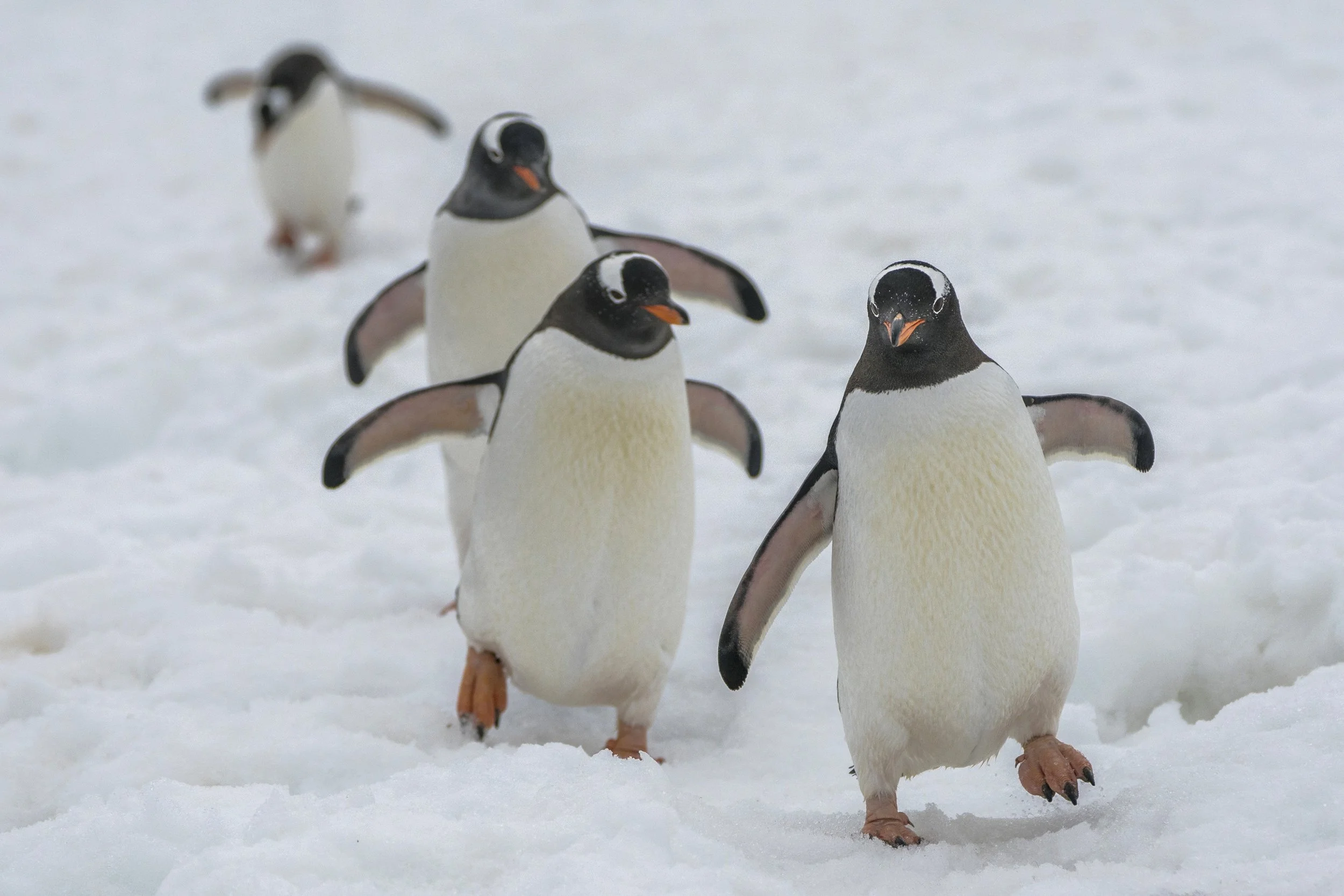 Gentoo Penguin