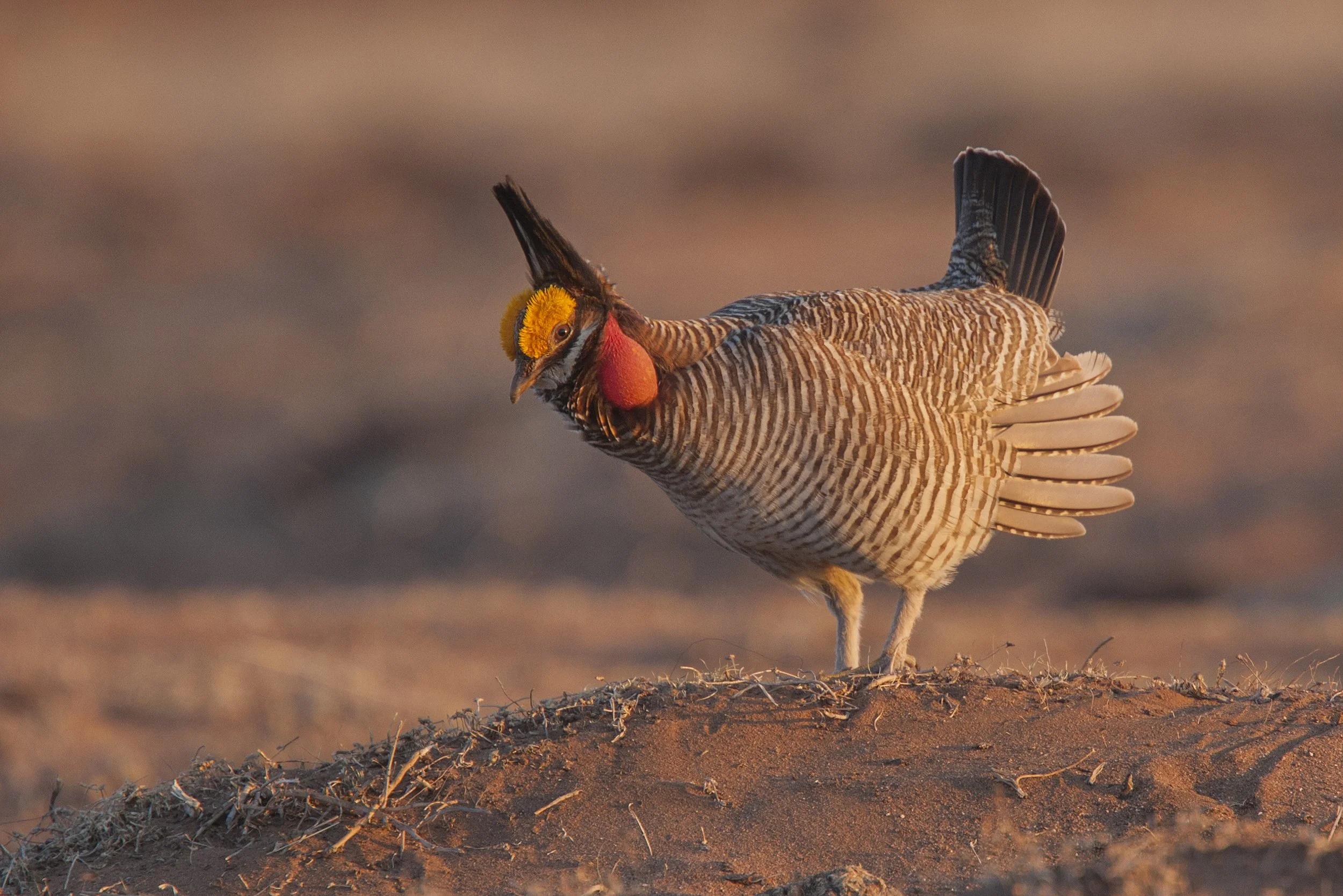 Lesser Prairie Chicken