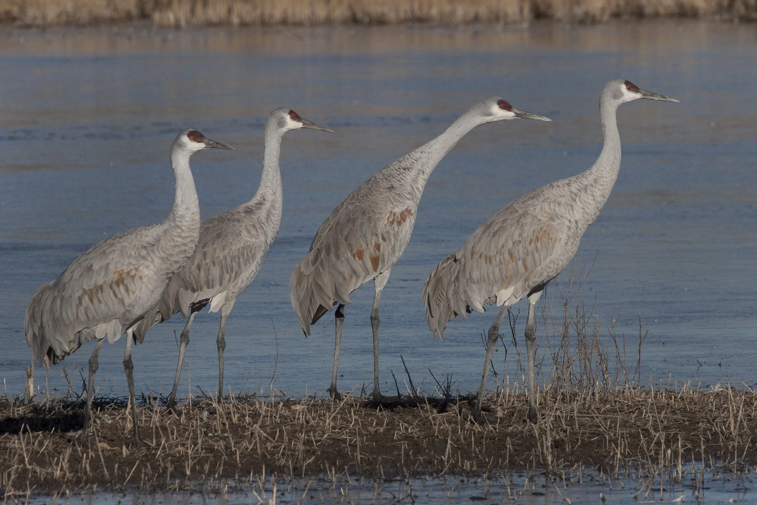 Sandhill Crane