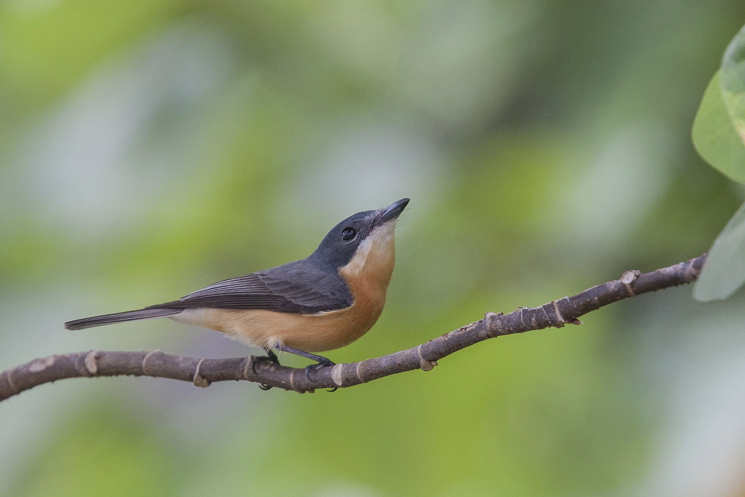 Vanikoro Flycatcher