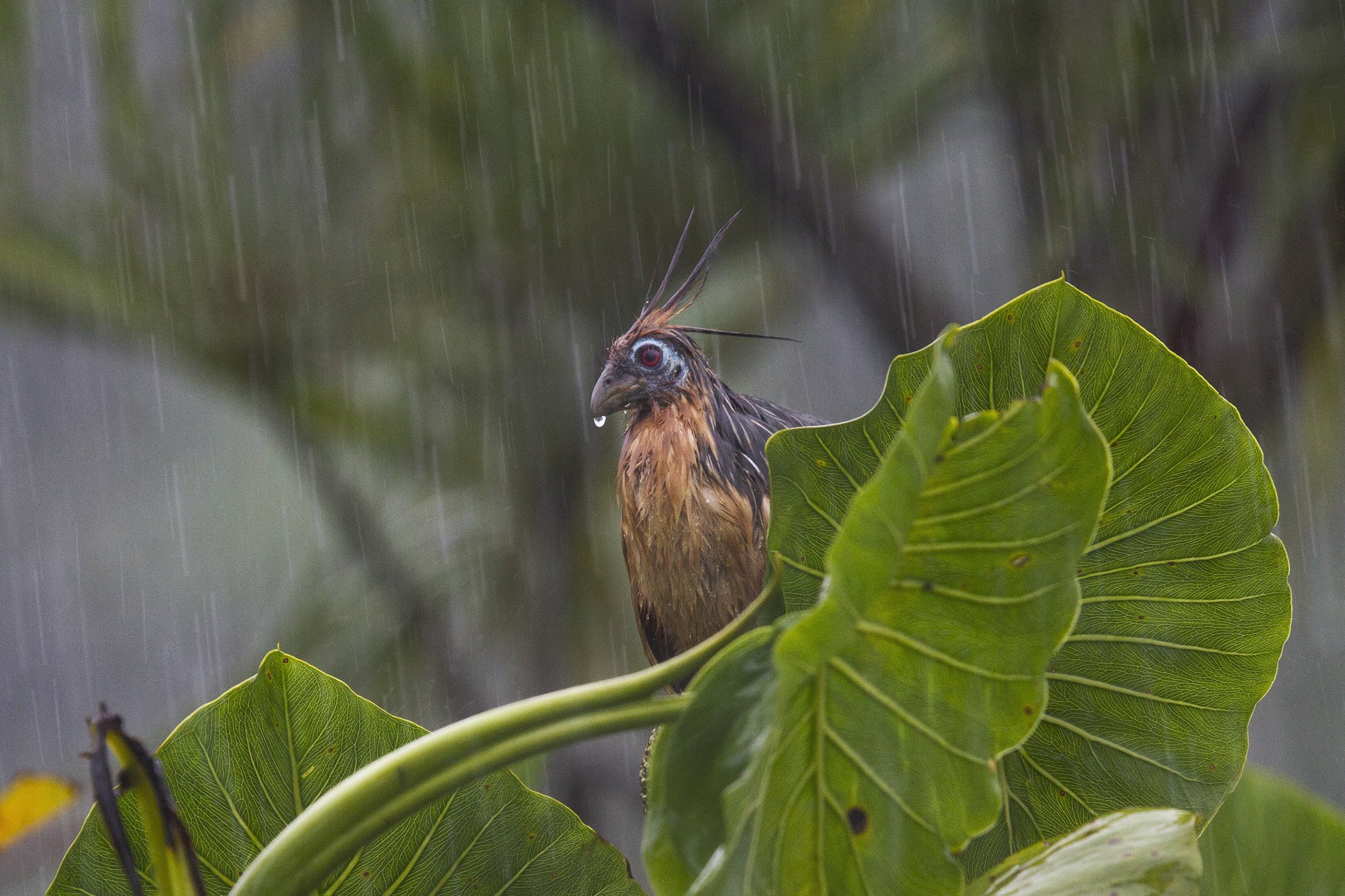 Hoatzin