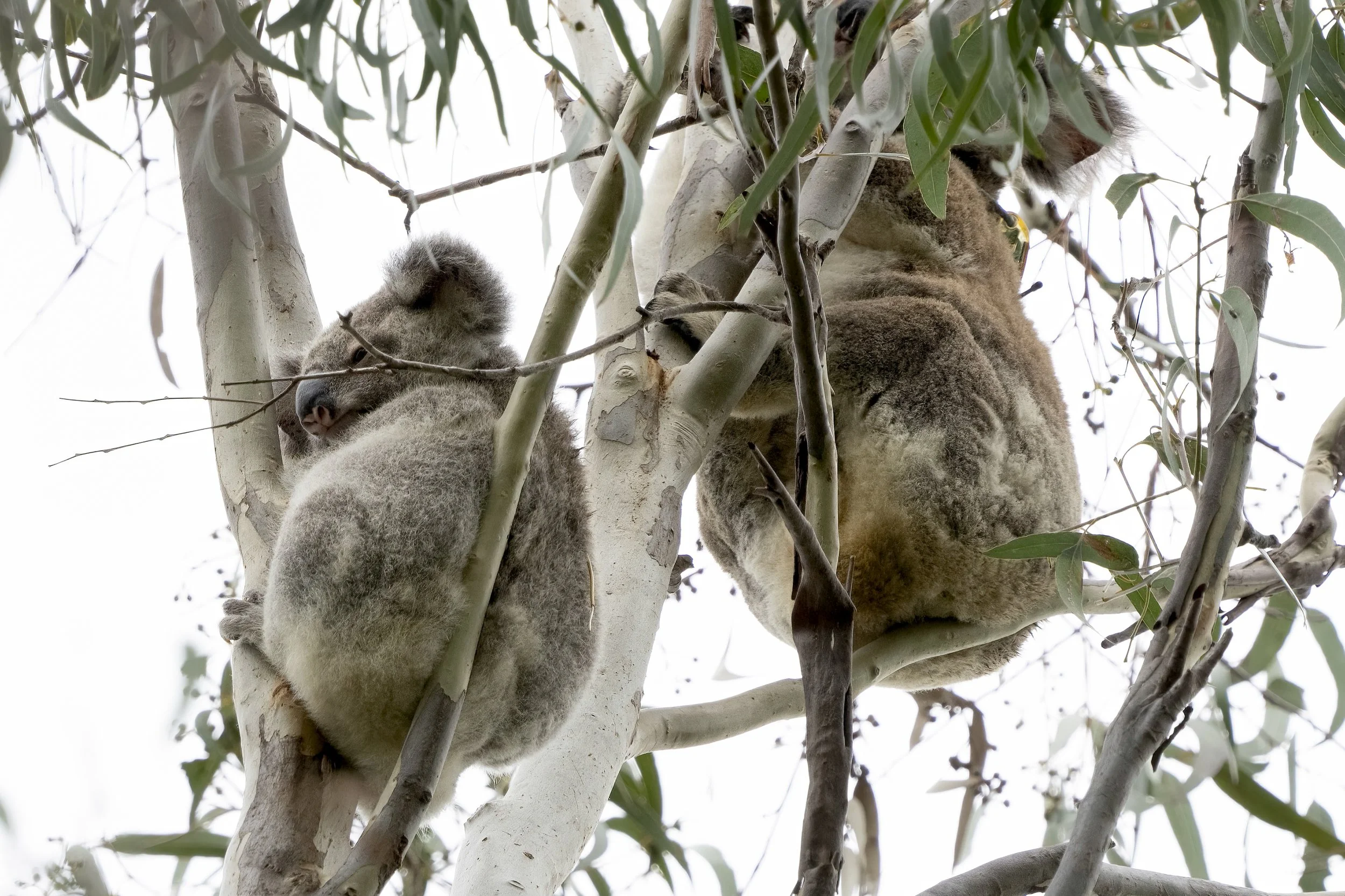 Koala, Australia