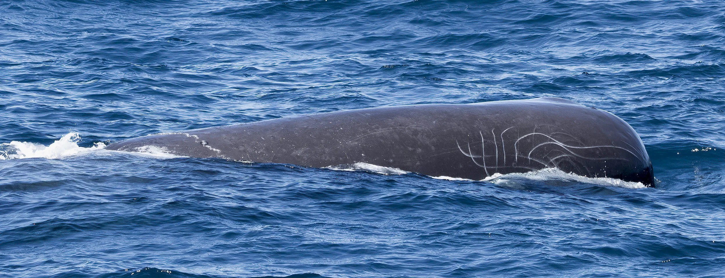 Sperm Whale, New Zealand