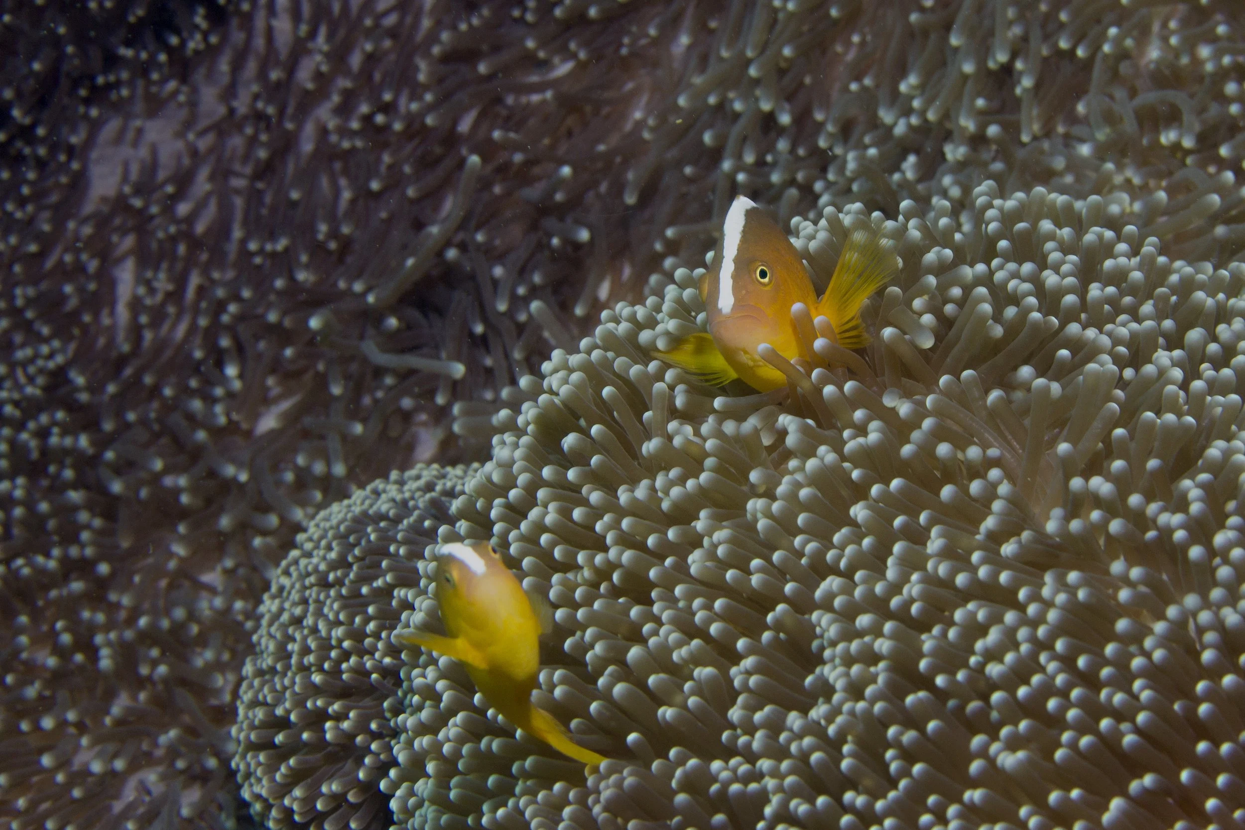 Halmahera_IMG_1540.jpg