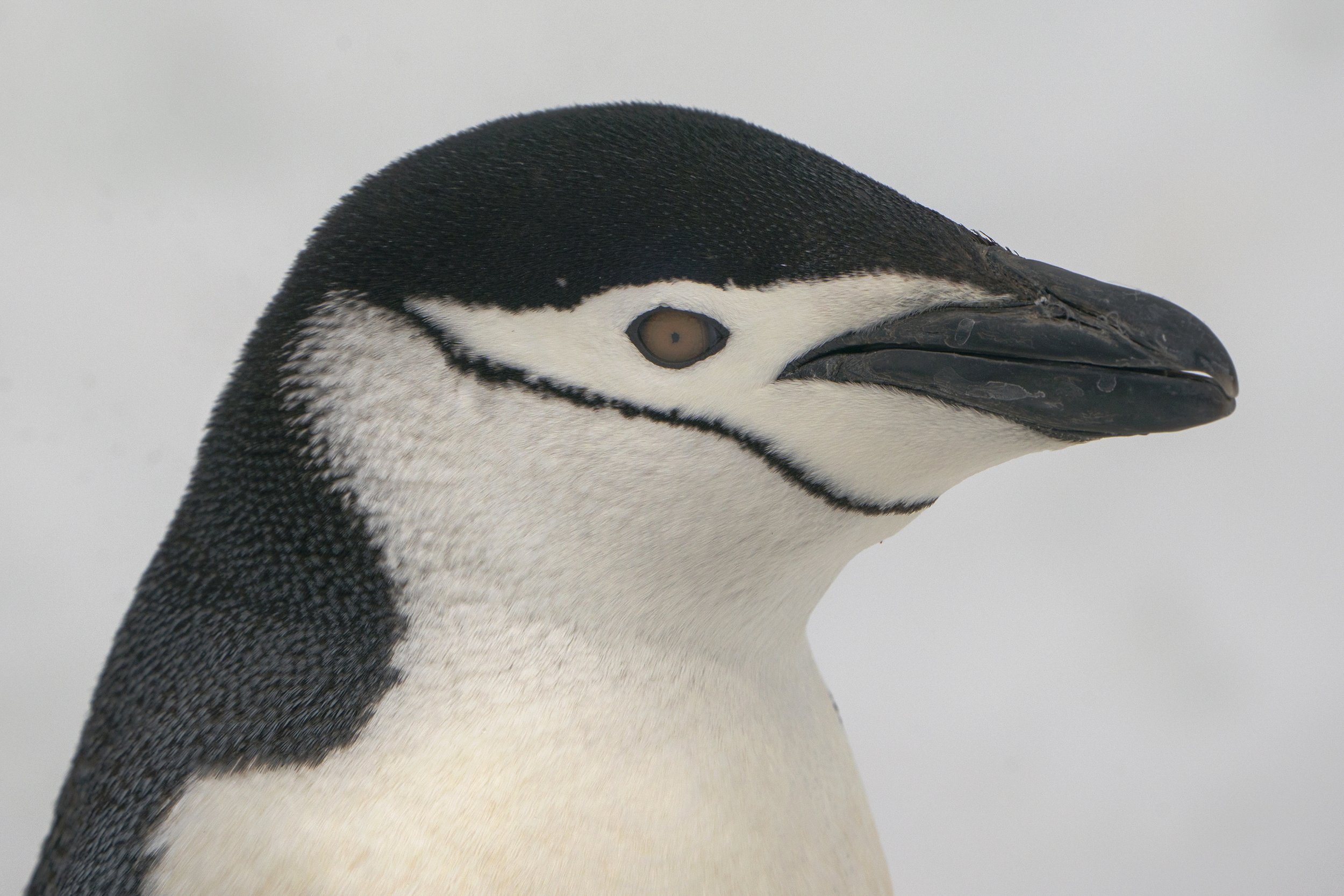 Chinstrap Penguin