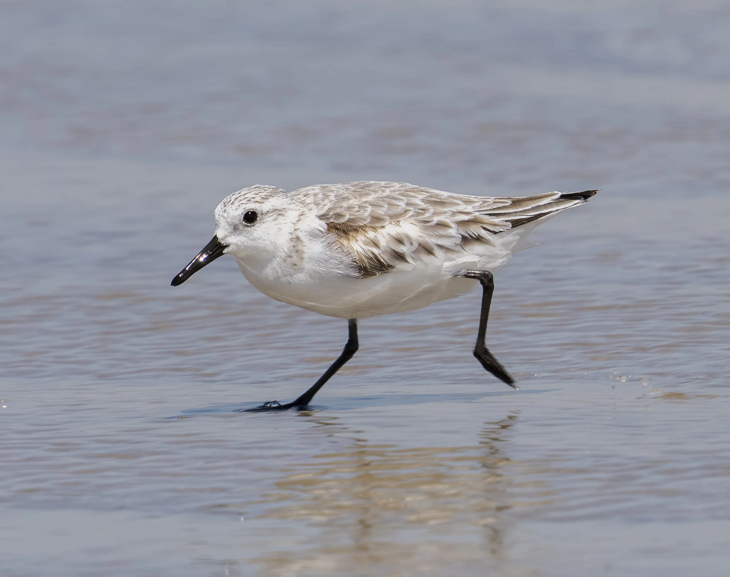 Sanderling