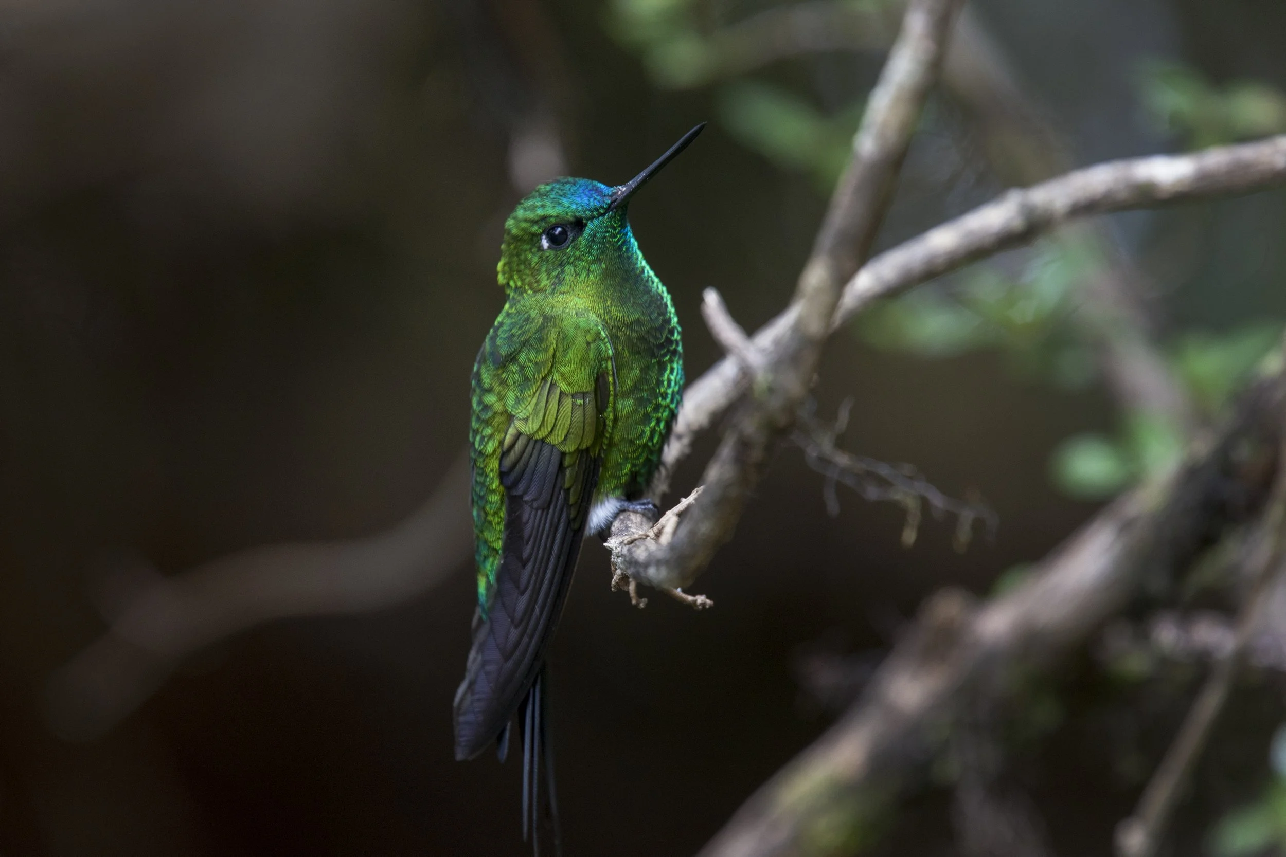 Saphire Vented Puffleg